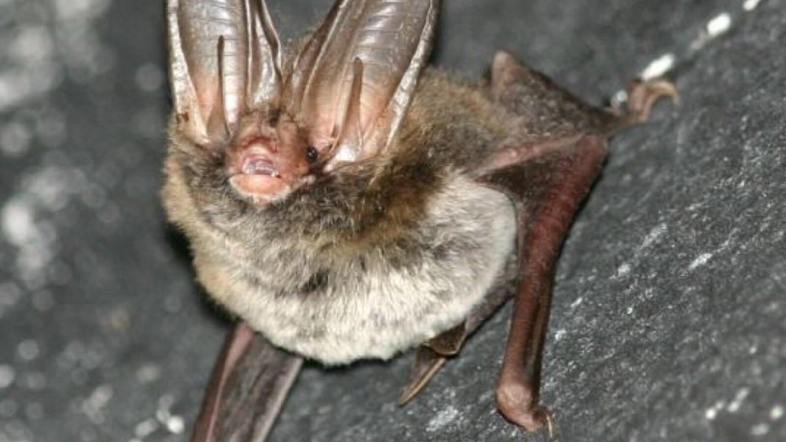 Rafinesque's Big-Eared Bat showing its very large ears and pale facial fur