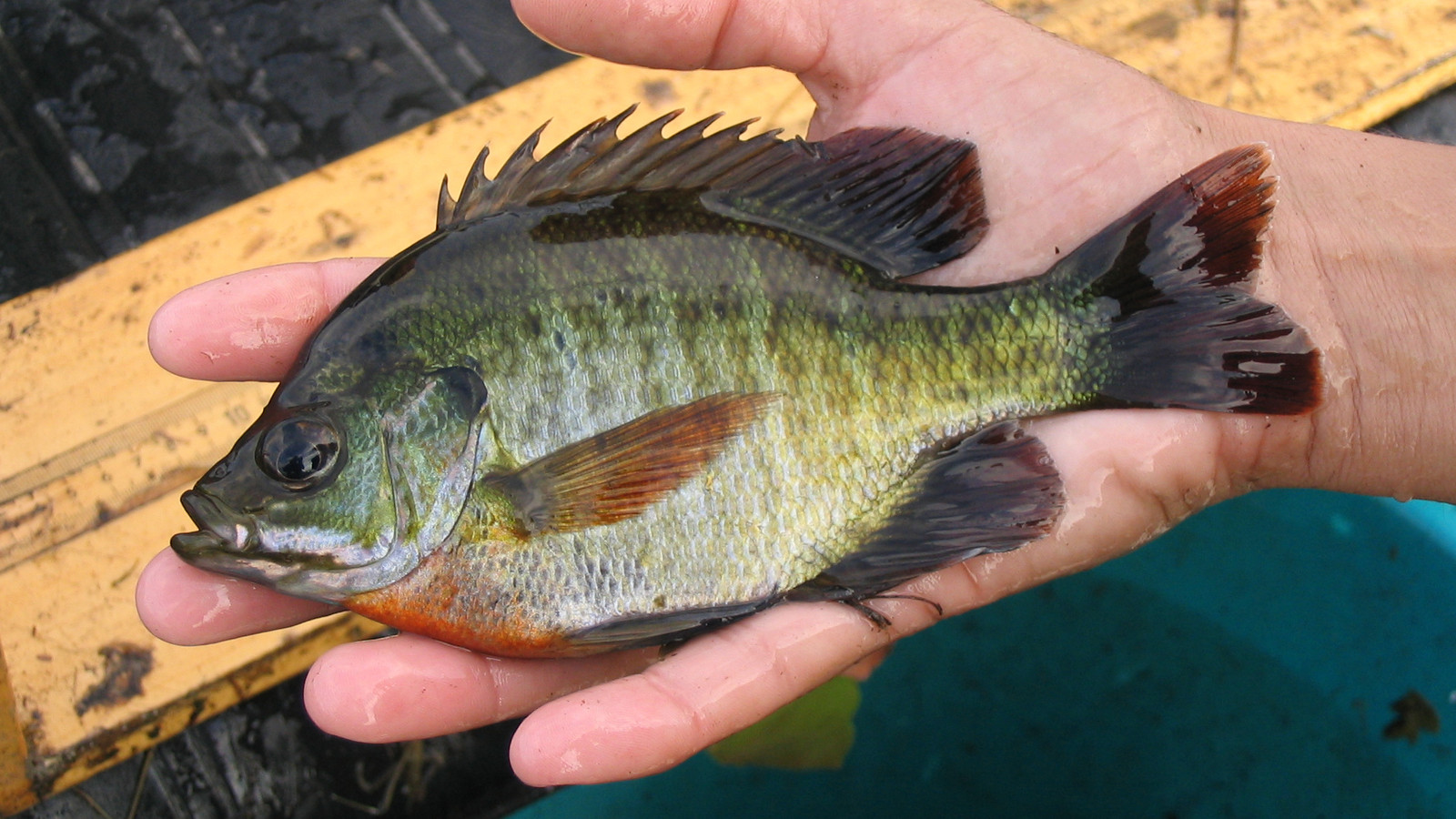 Detailed view of Bluegill
