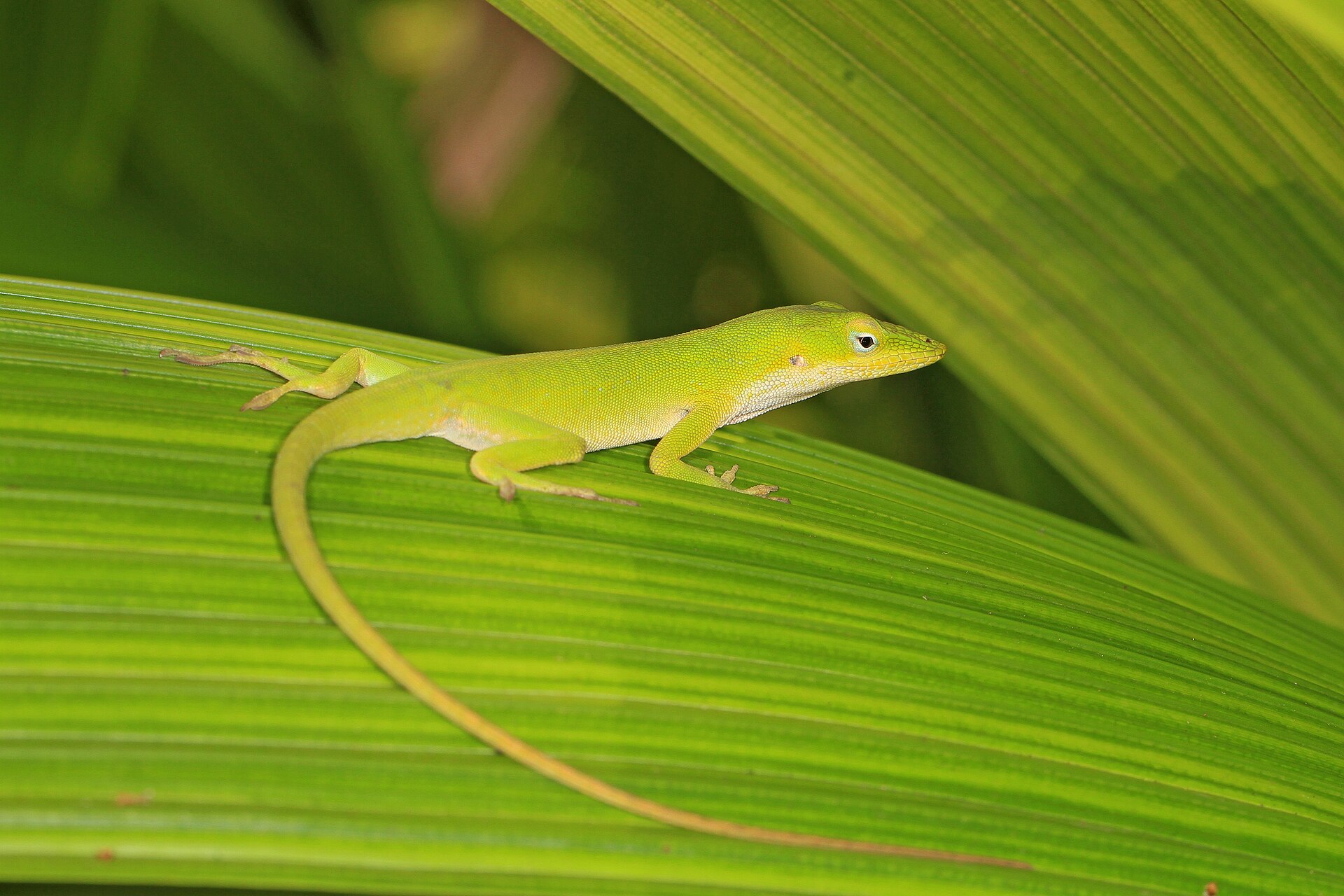 Reptiles