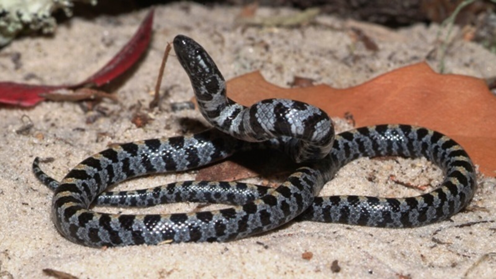 Reptile