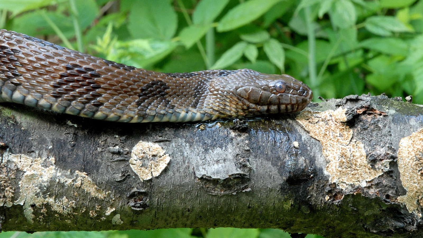 Detailed identification view of Brown Watersnake