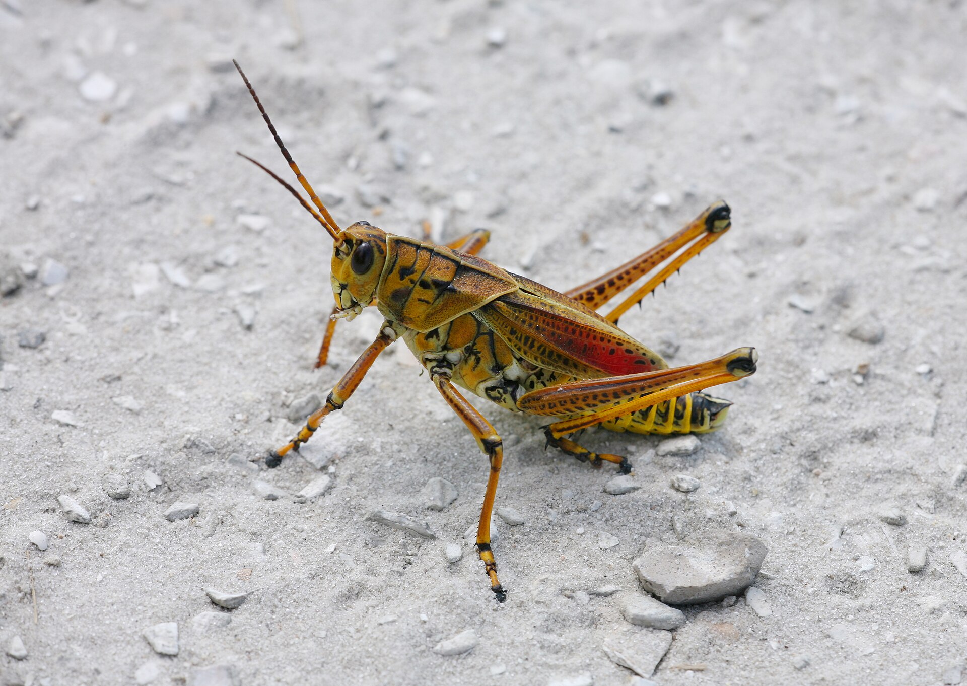 Second view of Eastern Lubber Grasshopper