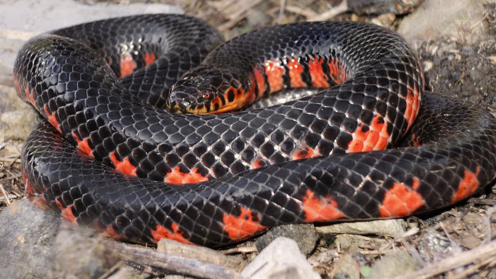 Coiled mud snake displaying red and black pattern