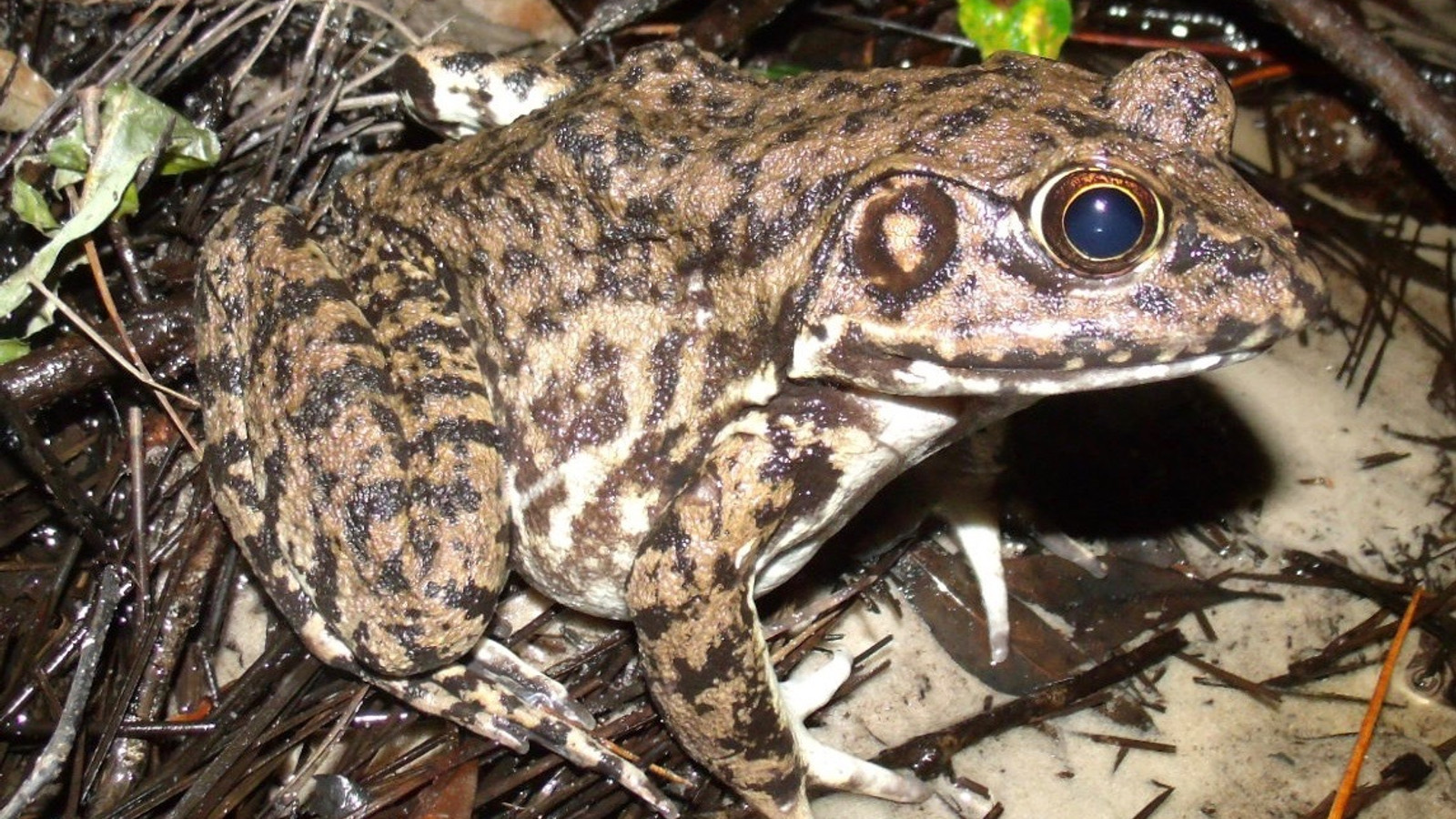 Detailed identification view of River Frog