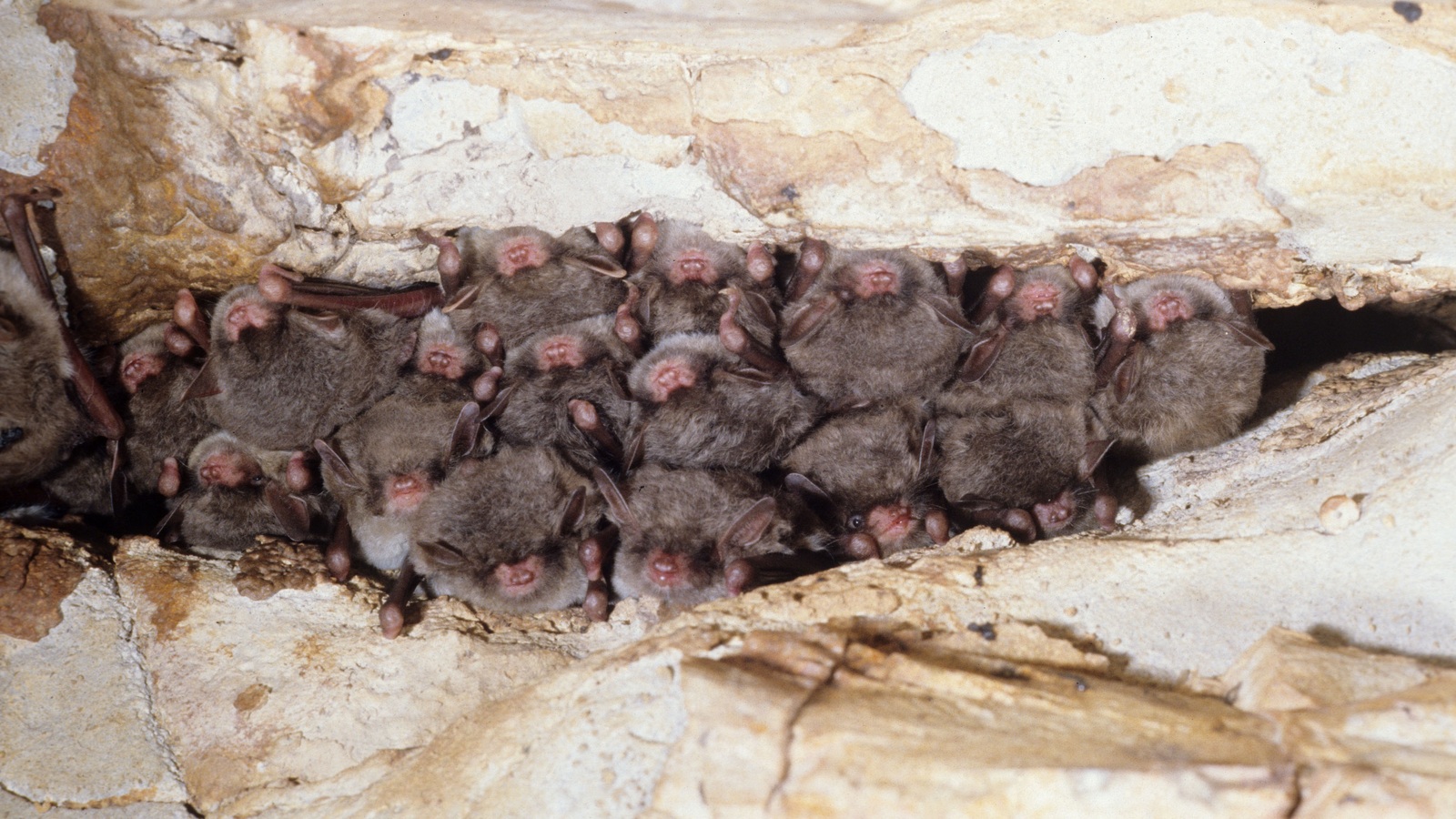 Detailed view of Southeastern Myotis