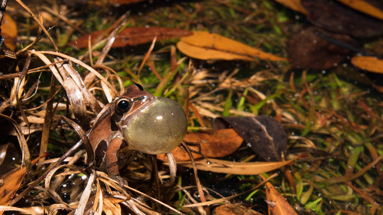 Calling Ornate Chorus Frog among wet pine flatwoods vegetation