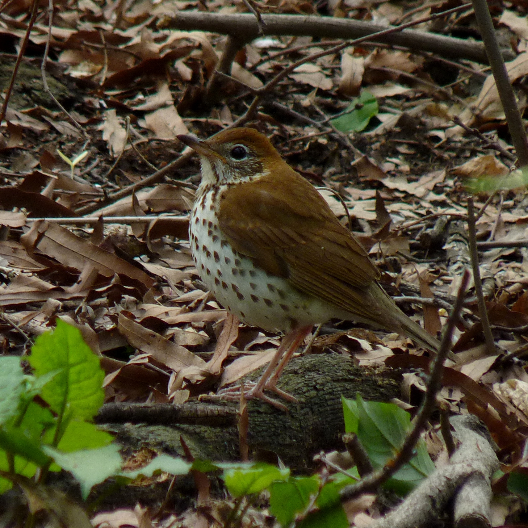 Wood Thrush in a woodland setting showing white eye ring and spotted underside