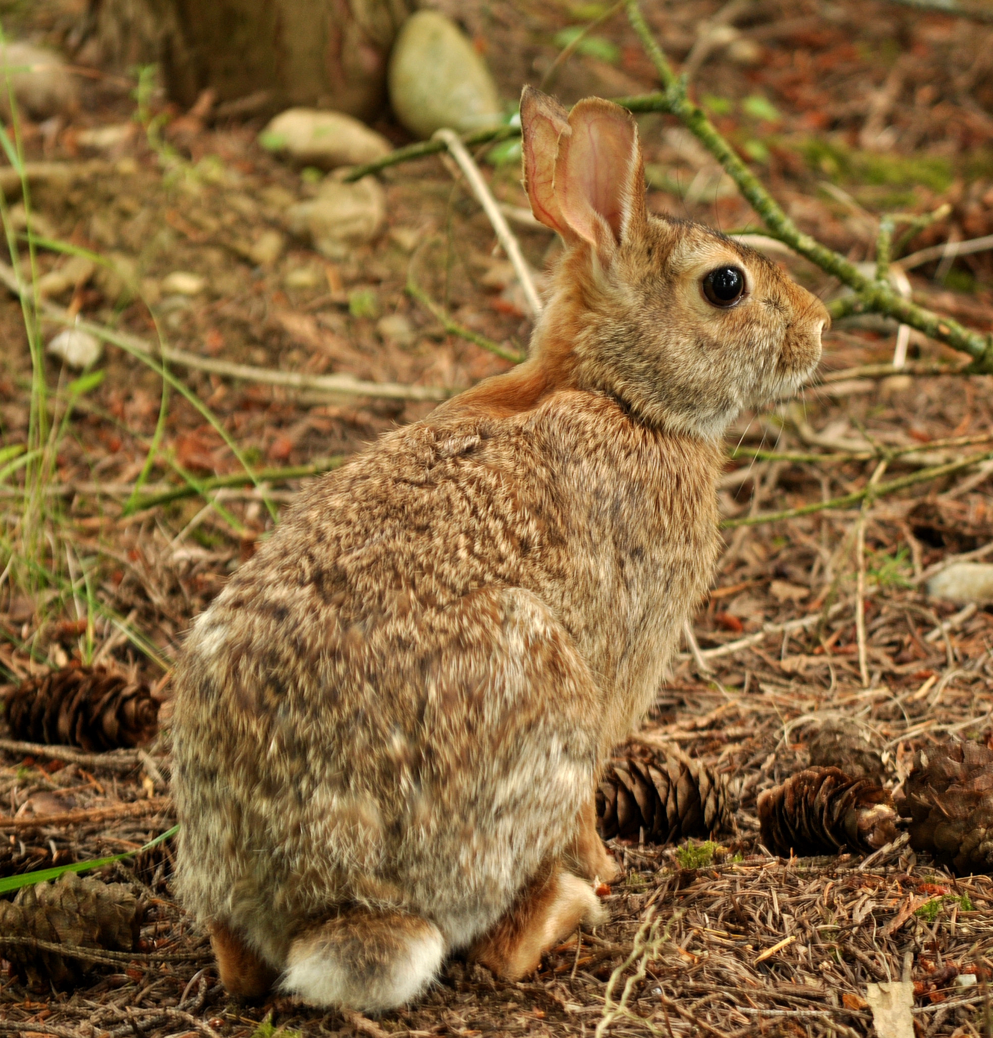 Mammal
