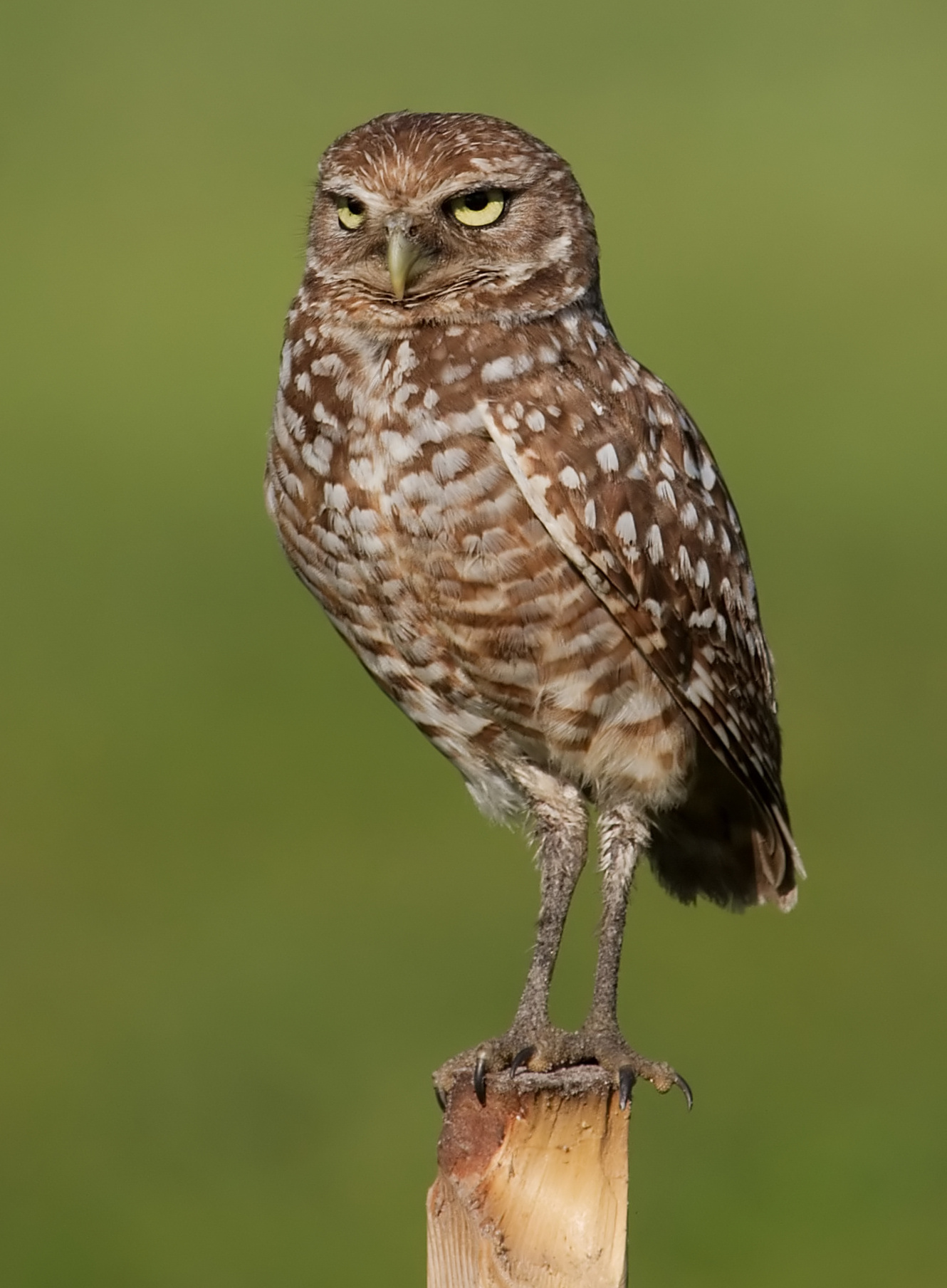Second view of Florida Burrowing Owl