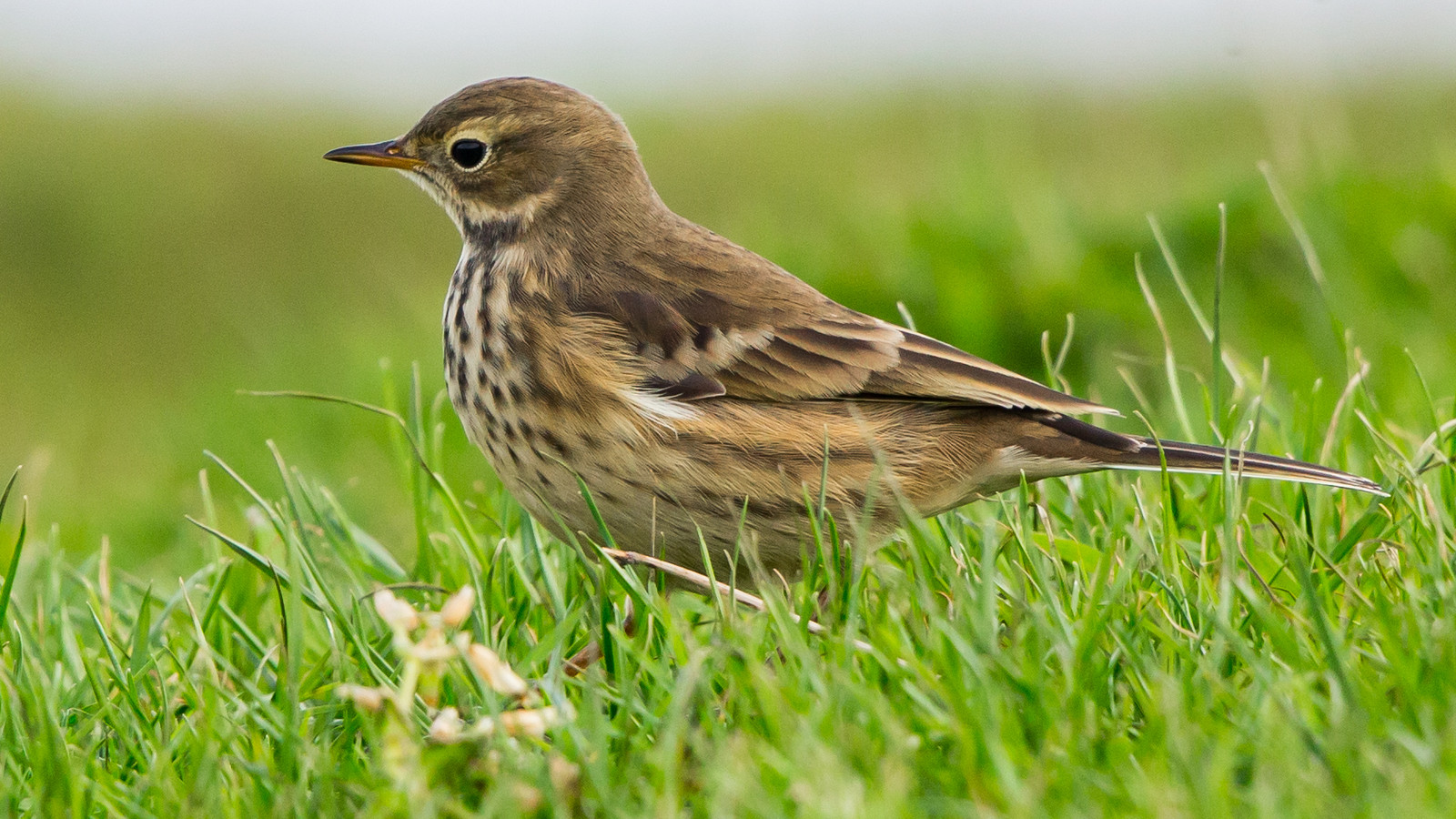 American pipit foraging in short green grass