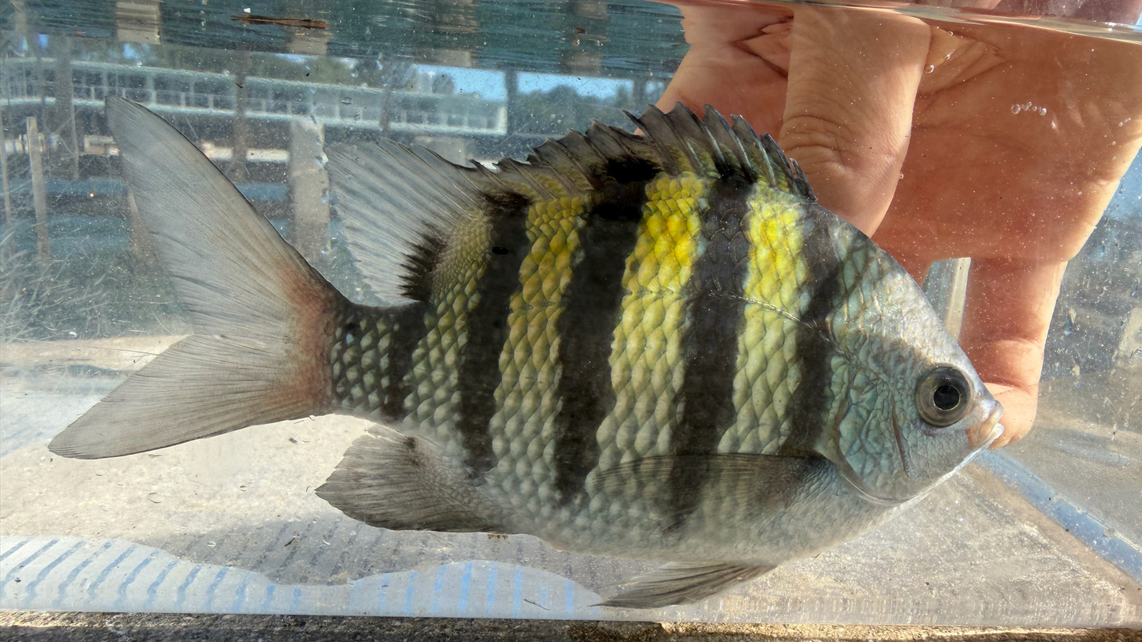 Sergeant major fish showing five dark vertical bars in Florida coastal water