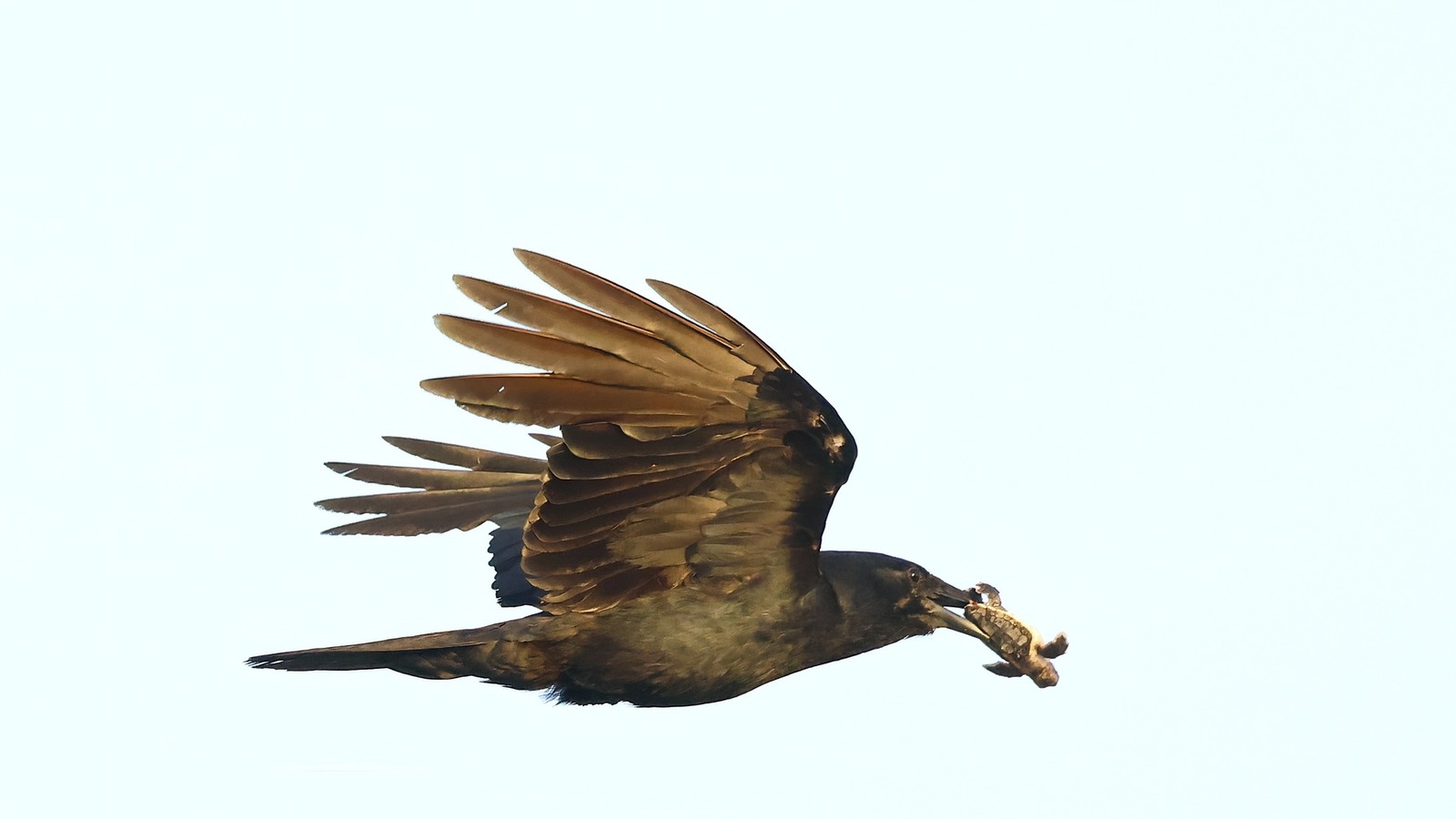 Fish Crow flying with food in its bill