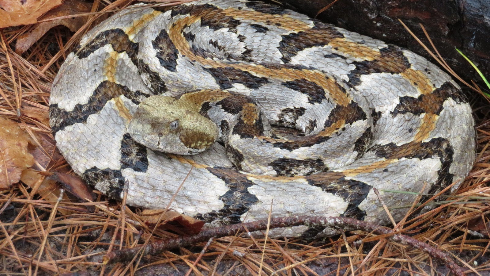 Coiled Timber Rattlesnake on pine needles with chevron bands visible