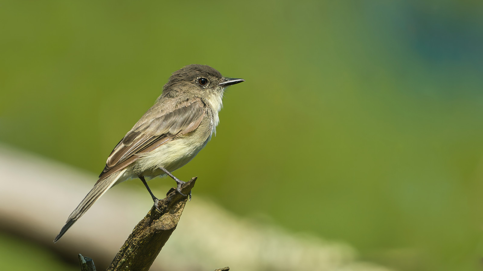 Detailed view of Eastern Phoebe