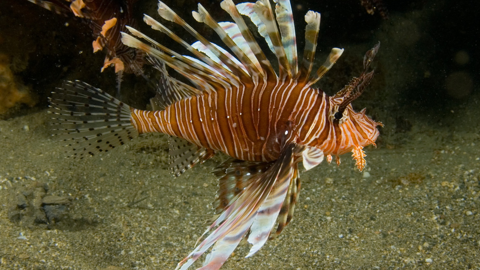 Red lionfish in profile above a sandy reef, showing red-and-white bands and long venomous dorsal spines