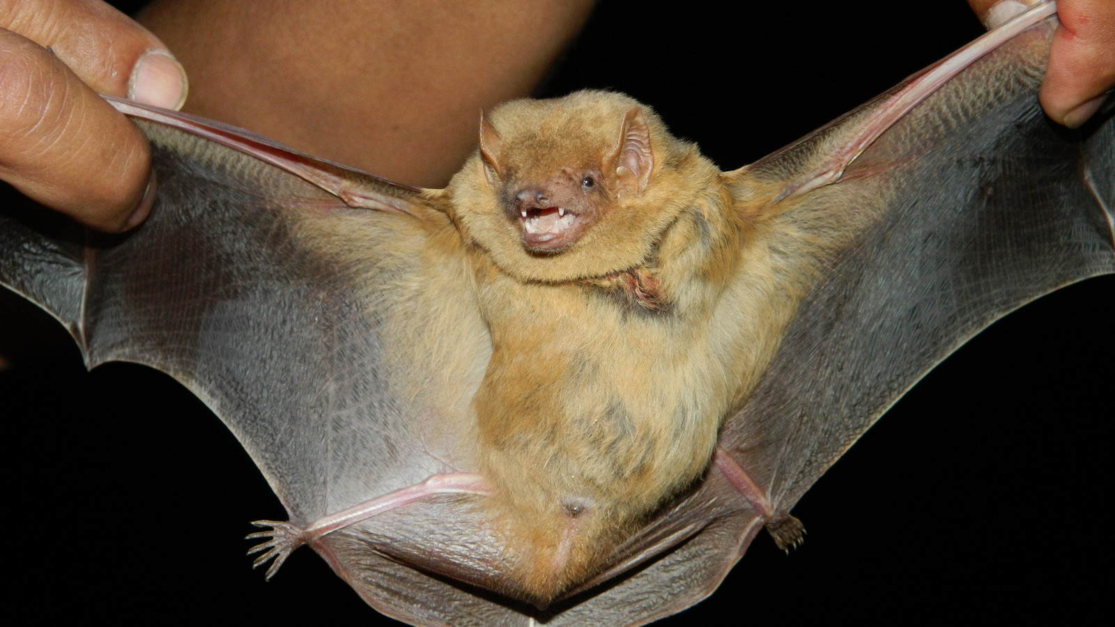 Northern Yellow Bat with both wings extended for identification