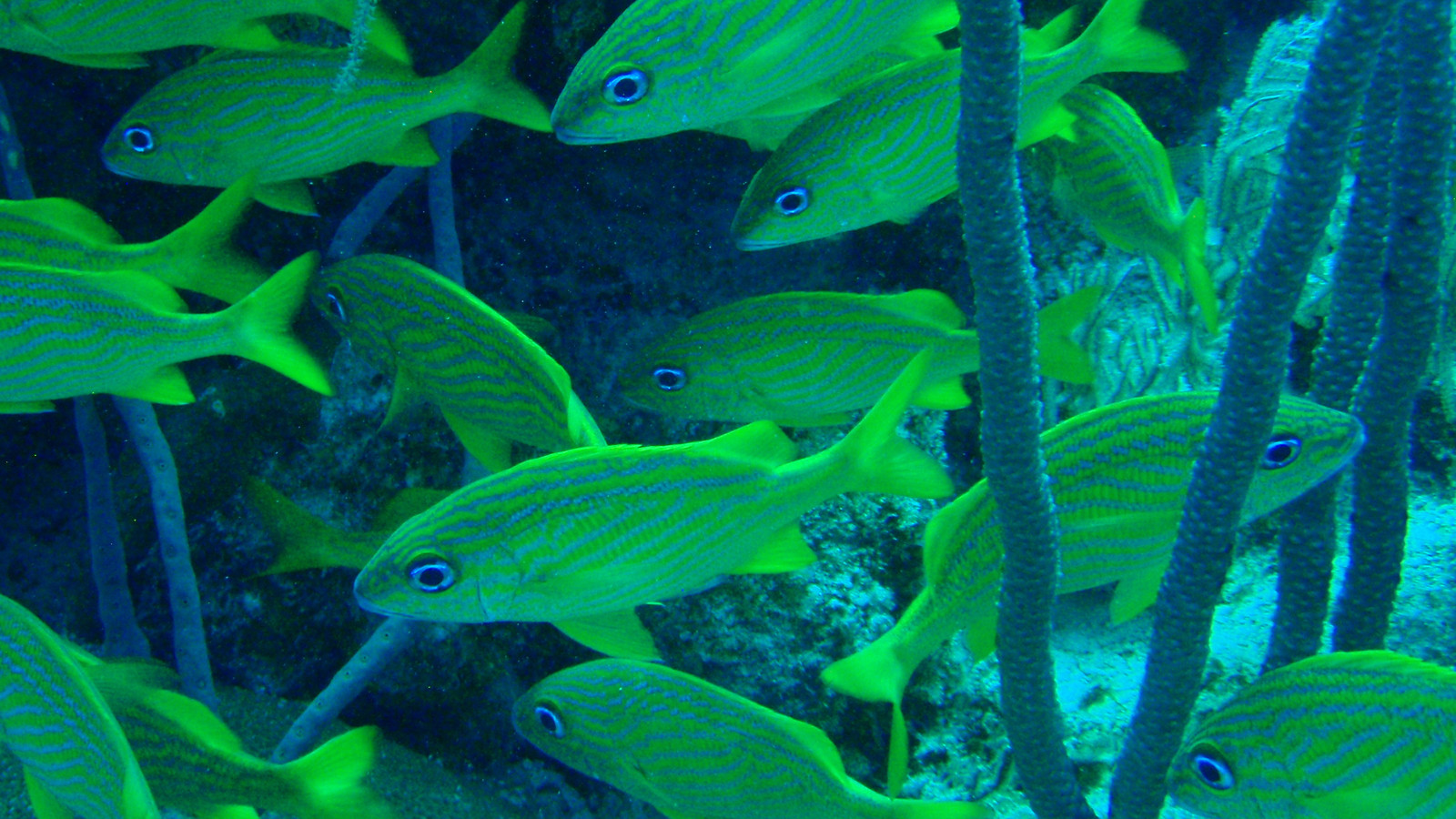 School of French grunts with yellow body stripes among reef structure