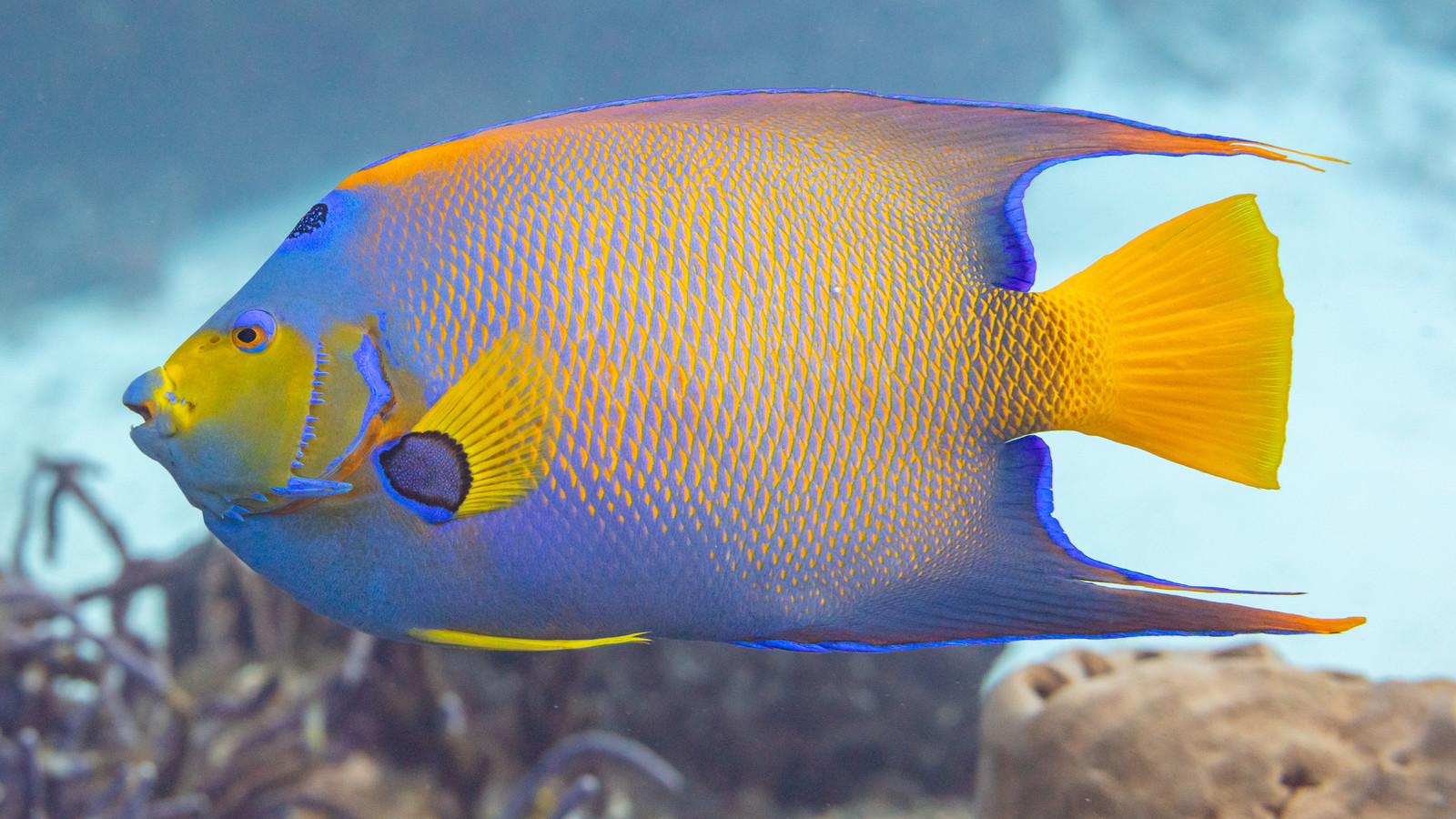 Side view of a queen angelfish showing its yellow tail and blue-edged fins