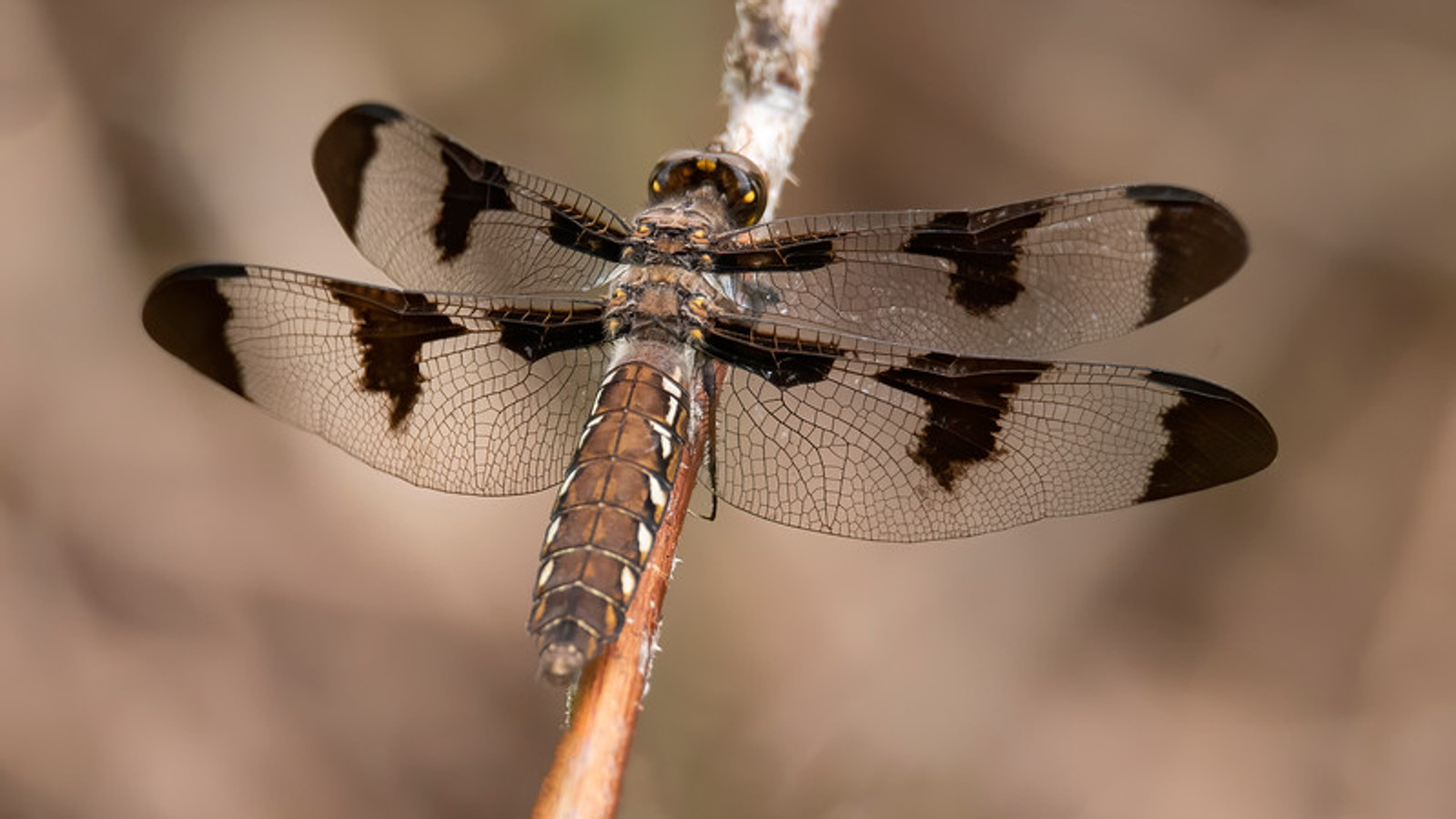 Female common whitetail dragonfly showing brown abdomen and spotted wings