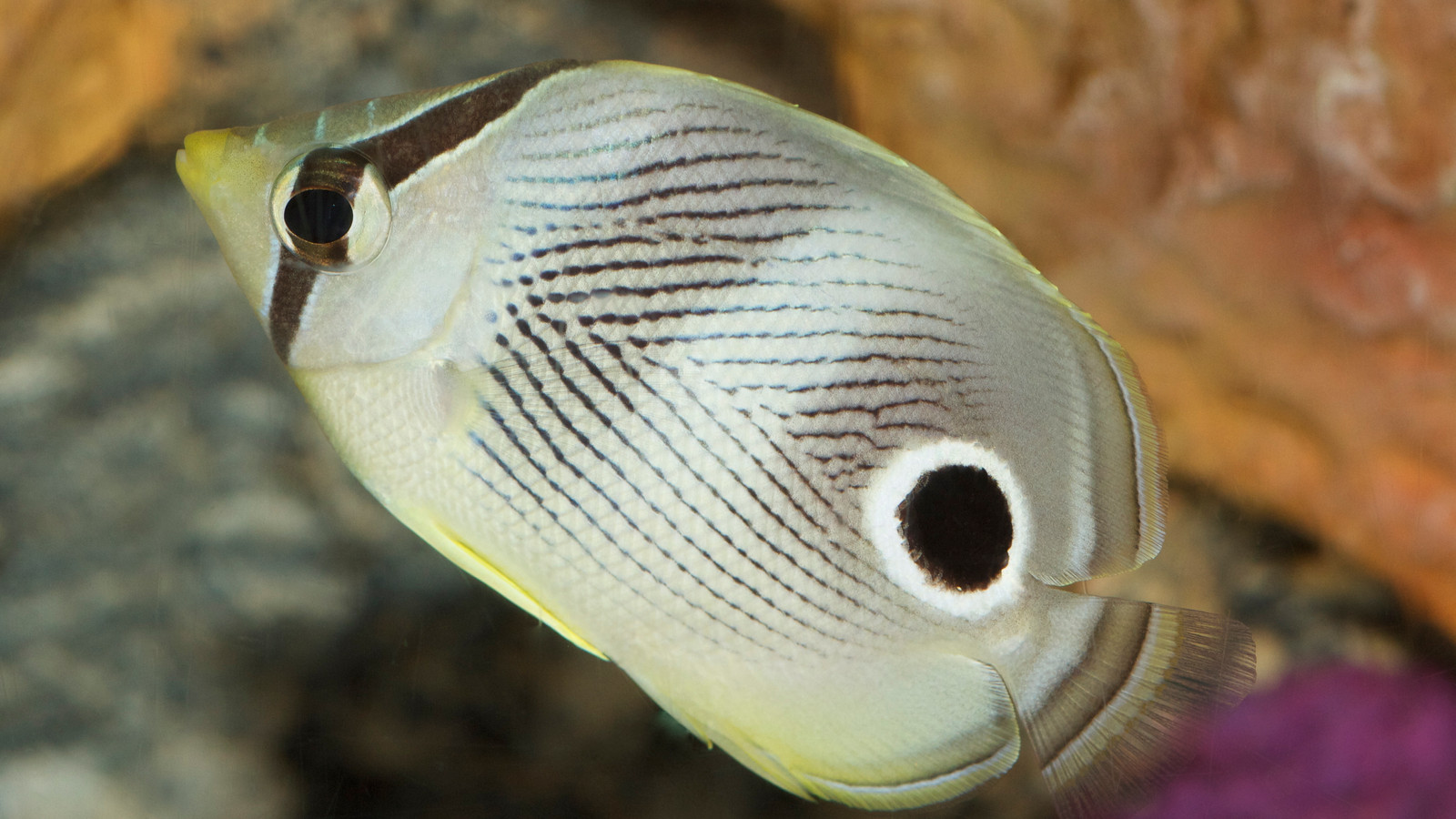 Foureye butterflyfish showing its white-ringed rear eyespot and fine diagonal body lines