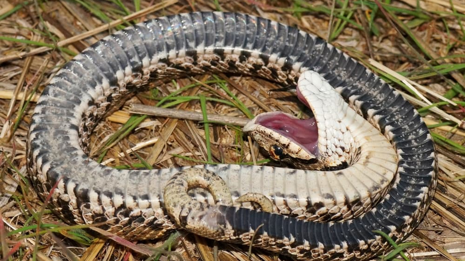 Detailed identification view of Eastern Hognose Snake