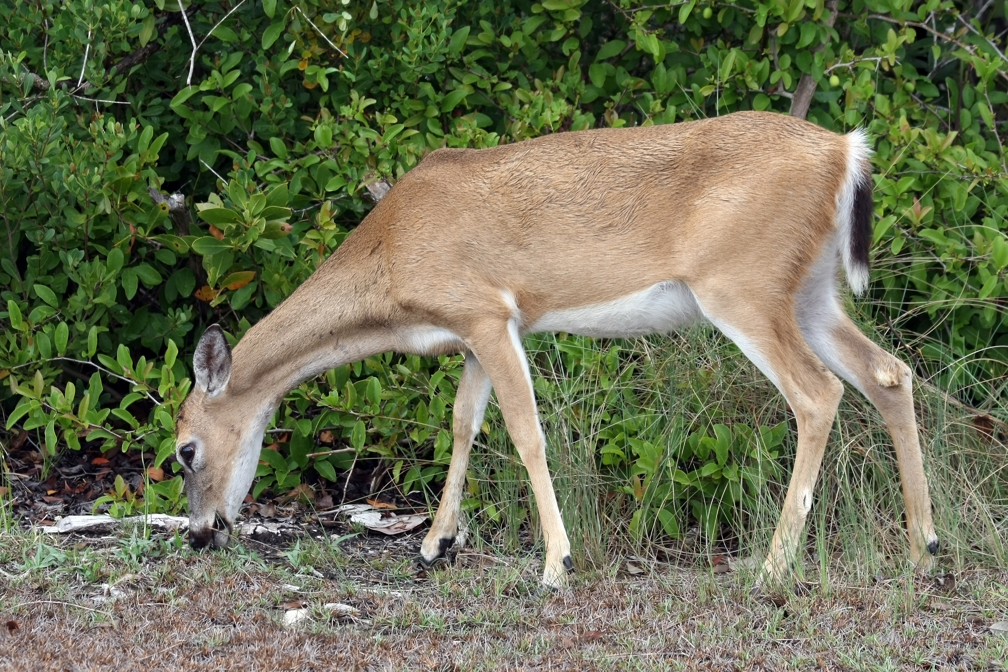Second view of Key Deer