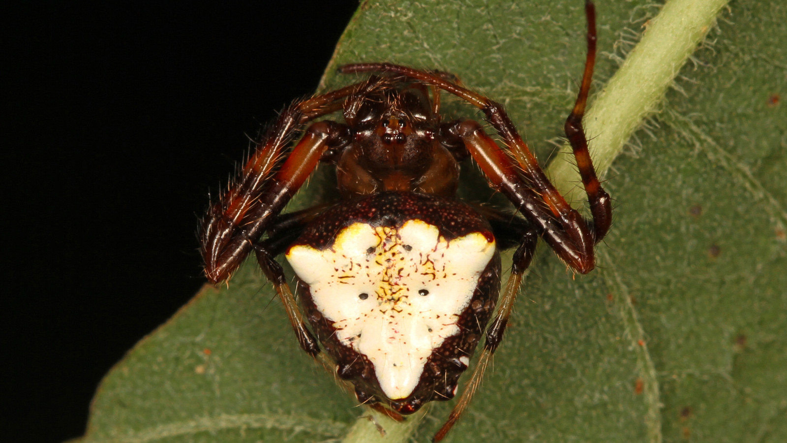 White arrowhead orbweaver showing its triangular abdomen