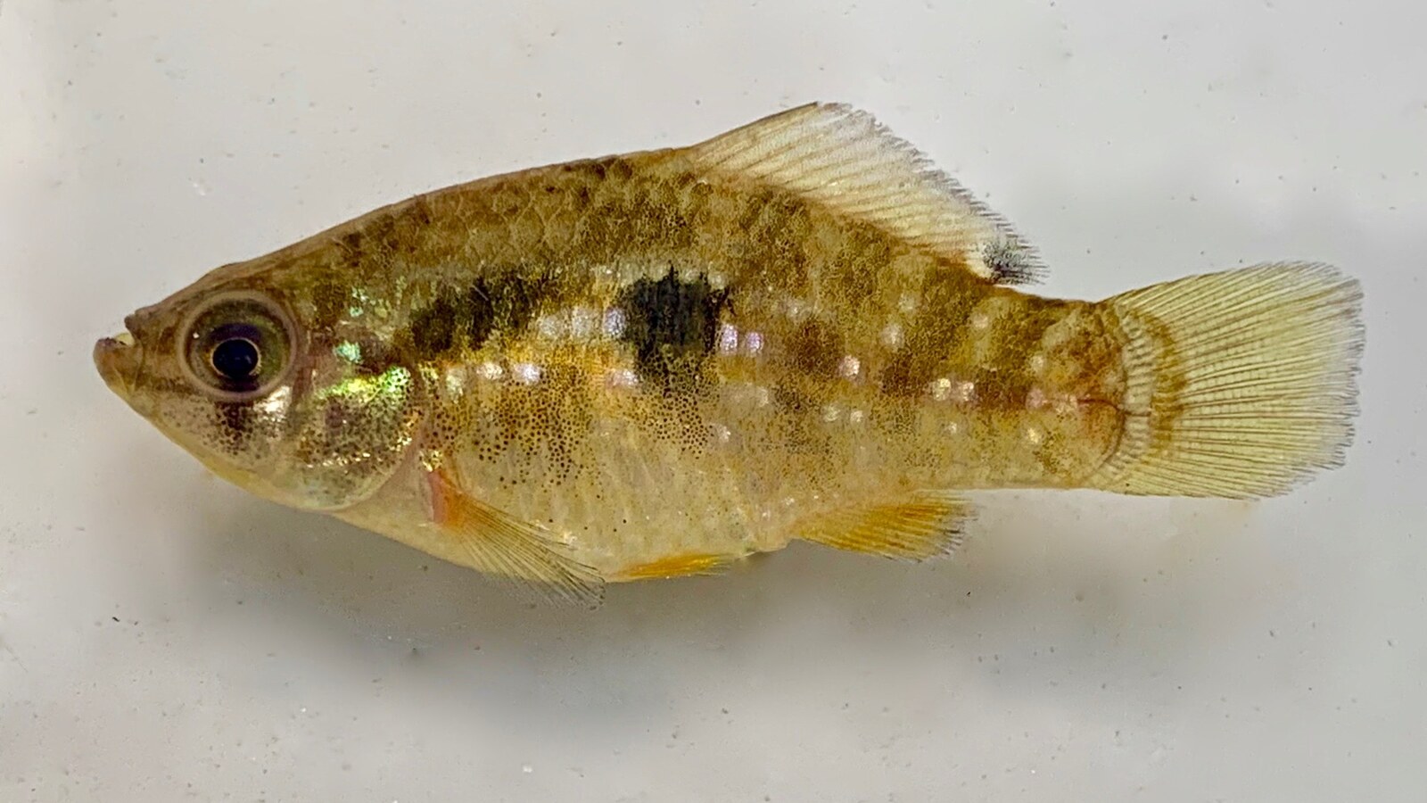 Fish