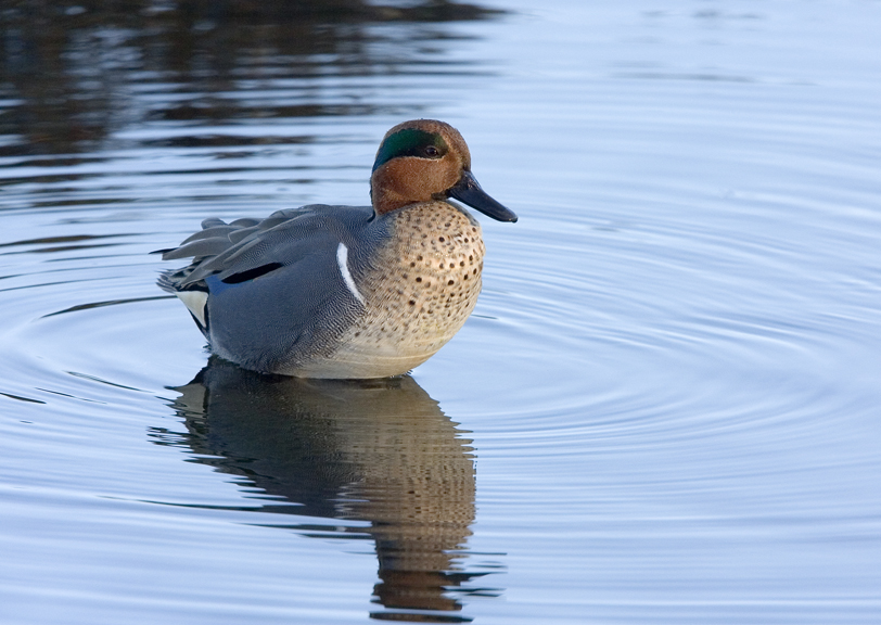Male Green-Winged Teal at wetland edge with chestnut head and green eye patch