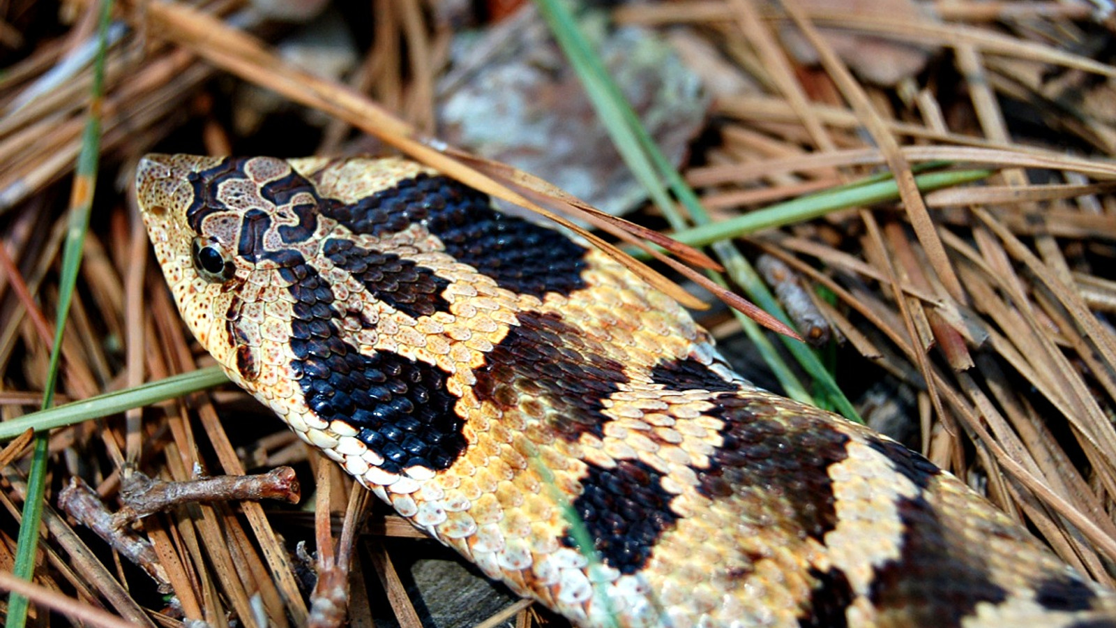 Reptile