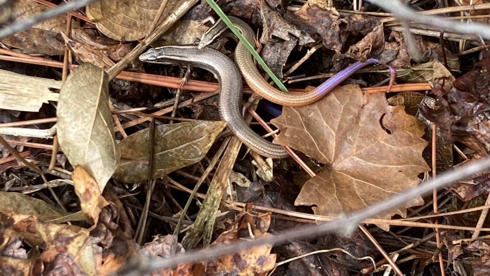Peninsula Mole Skink moving through dry Florida leaf litter