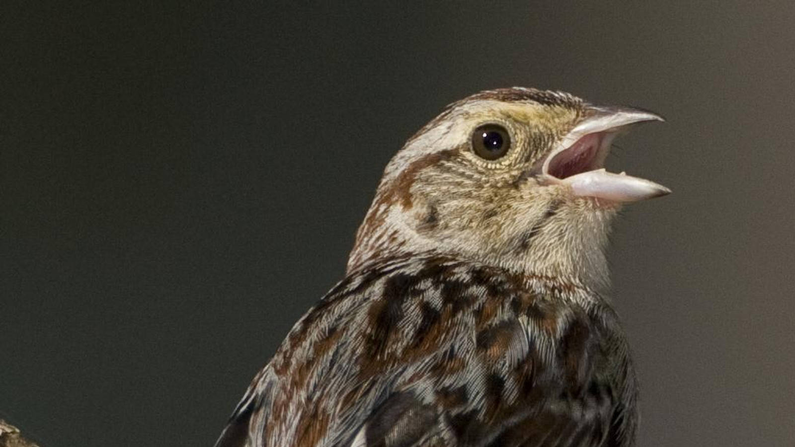 Detailed identification view of Bachman's Sparrow