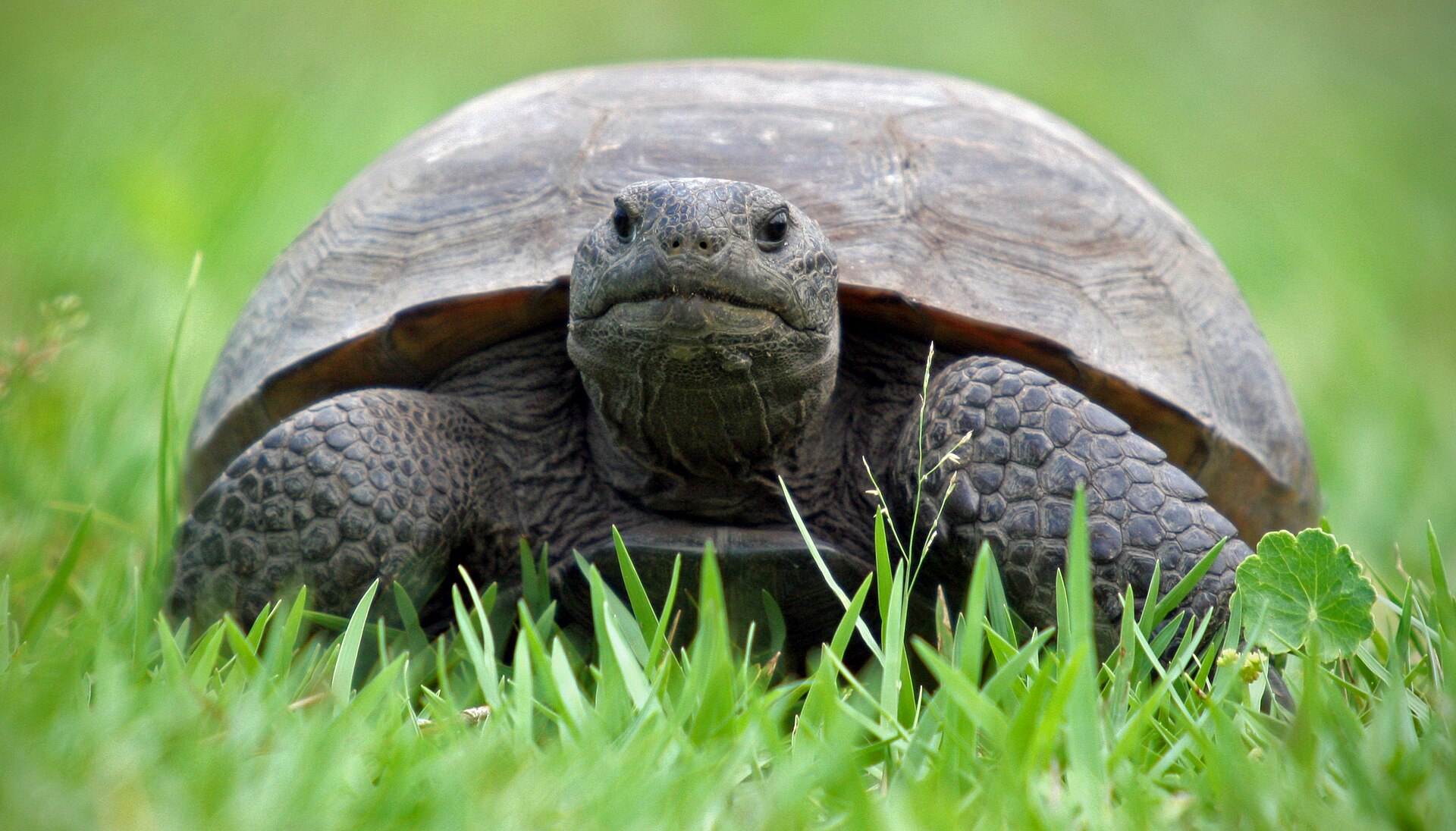 Reptiles