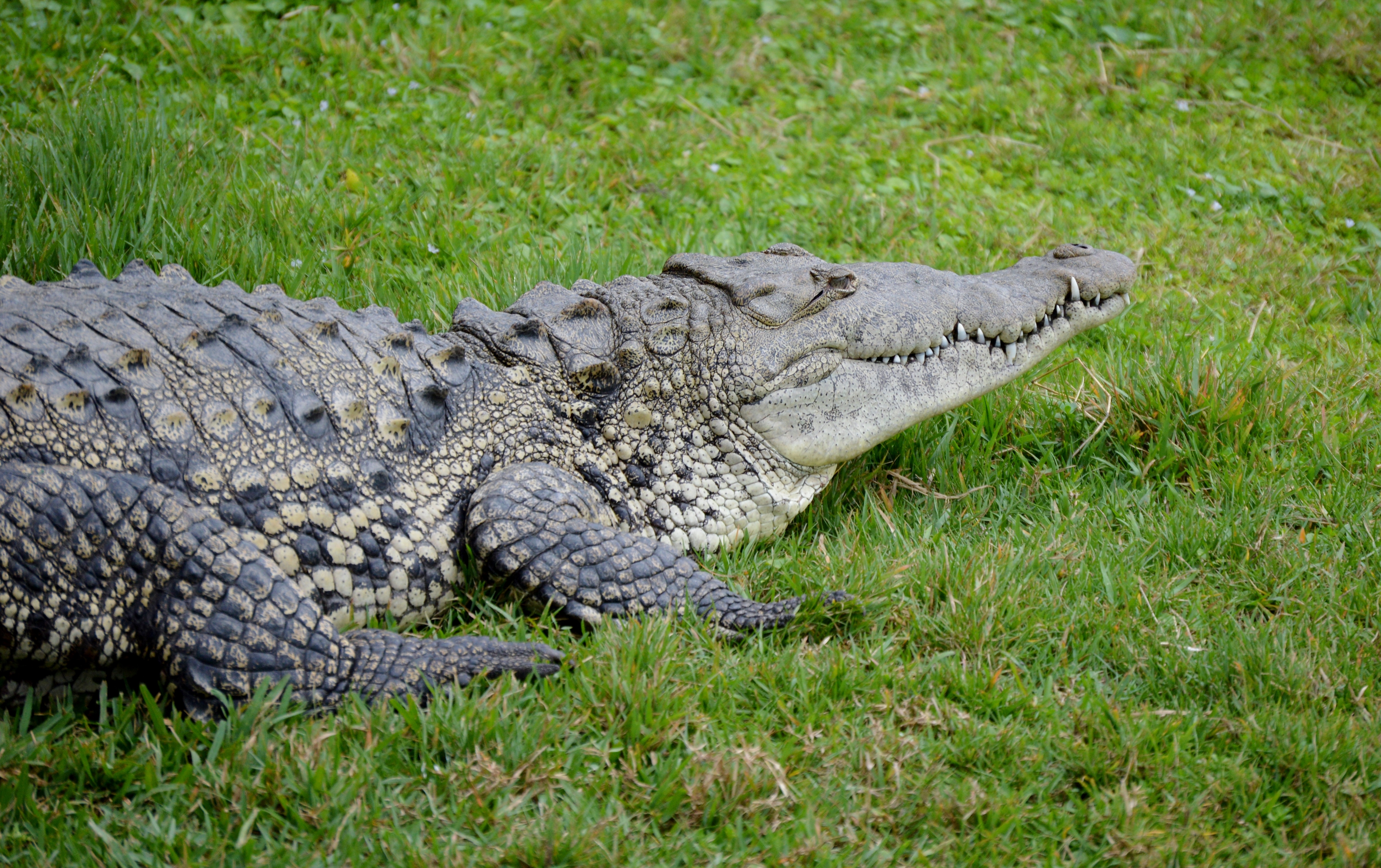 Second view of American Crocodile