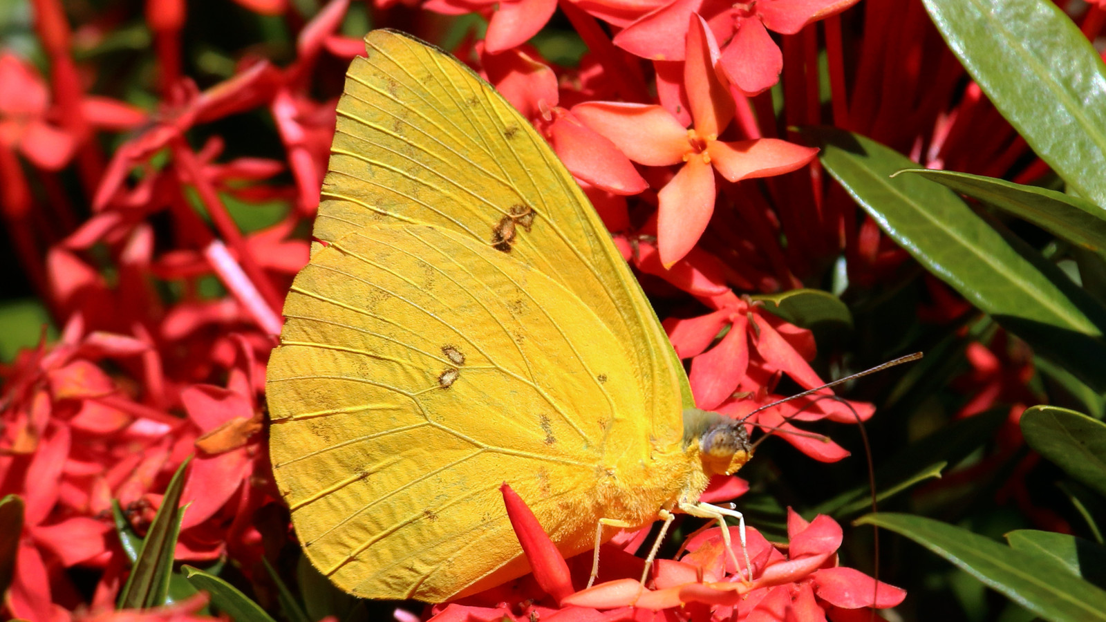 Insect