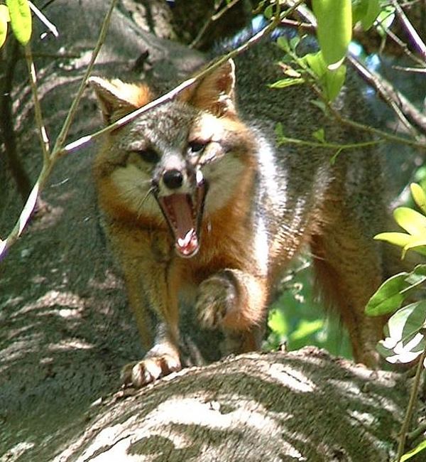 Mammal