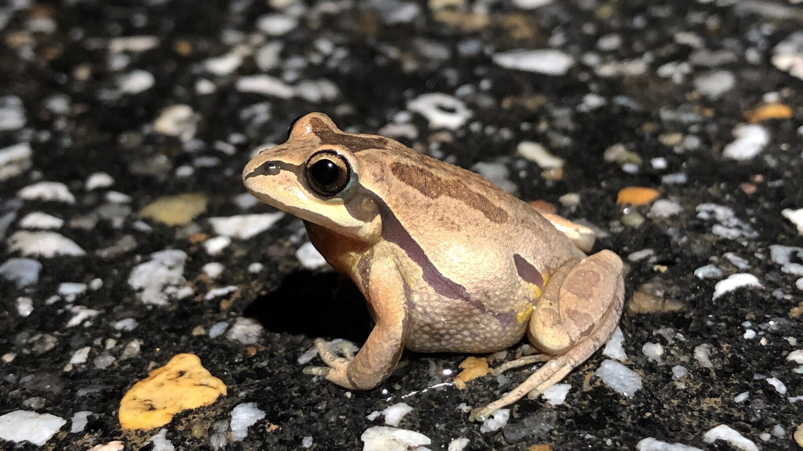 Amphibian