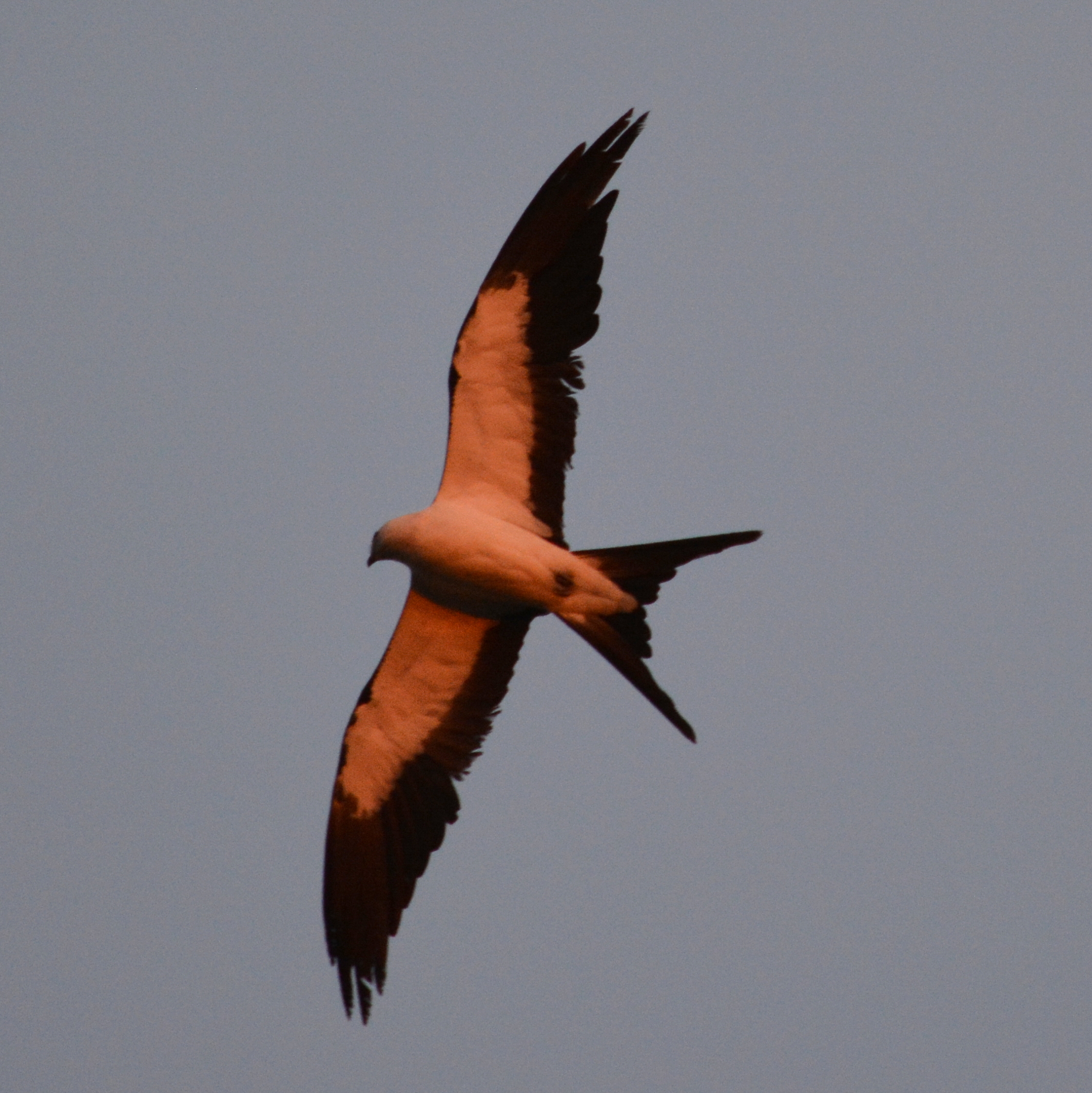 Bird