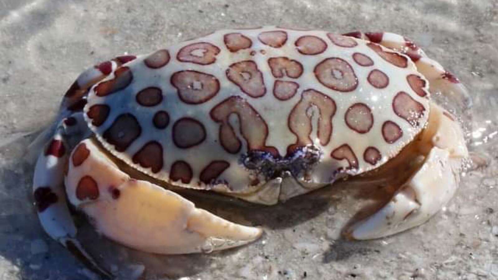 Calico Crab on wet sand with both claws visible