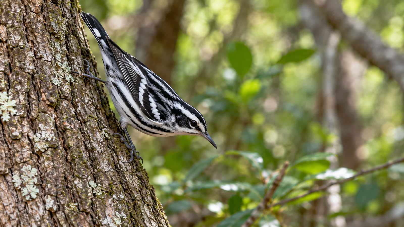 Adult male Black-and-White Warbler with bold black facial markings creeping along a Florida tree trunk