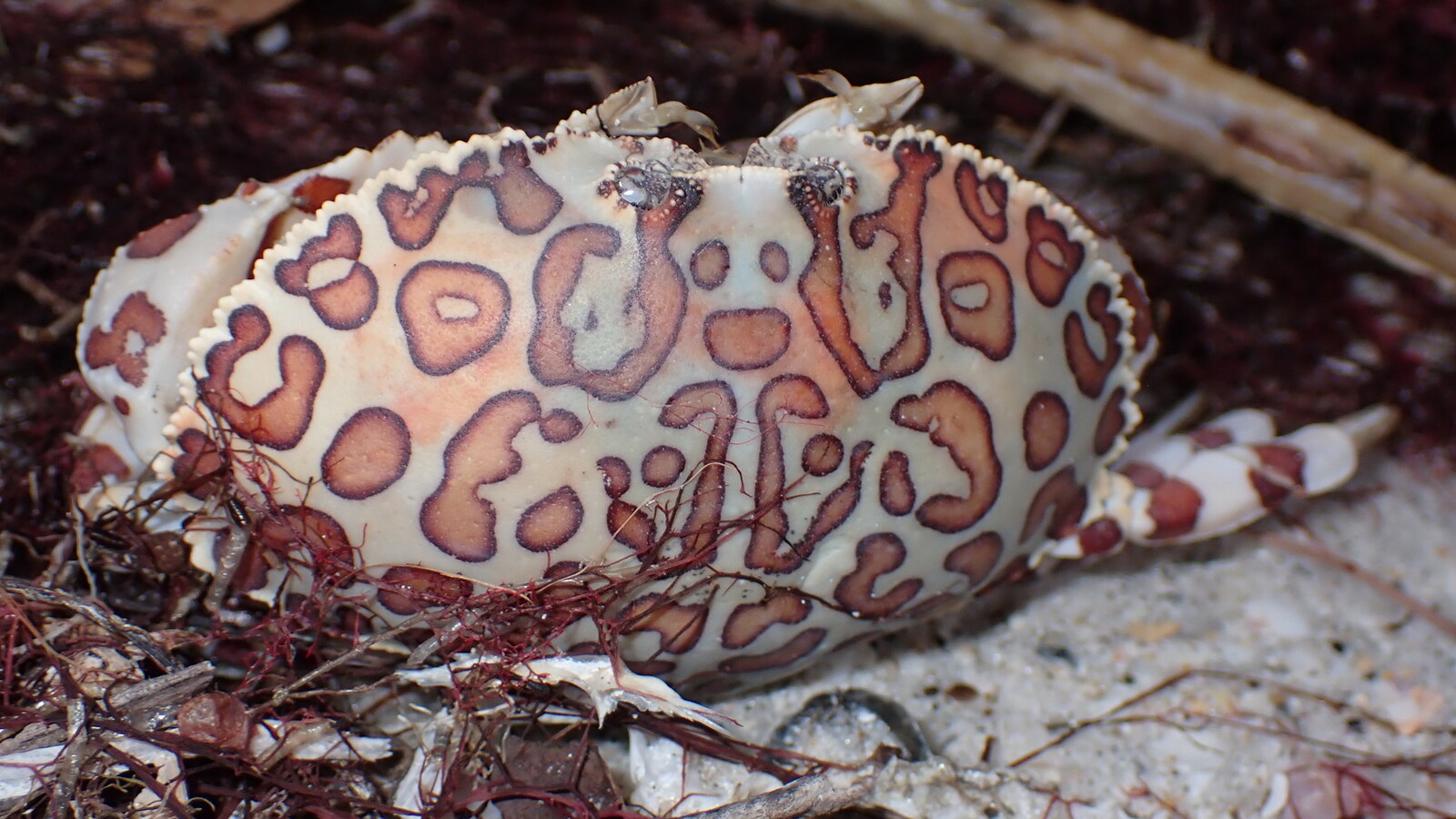 Crustacean