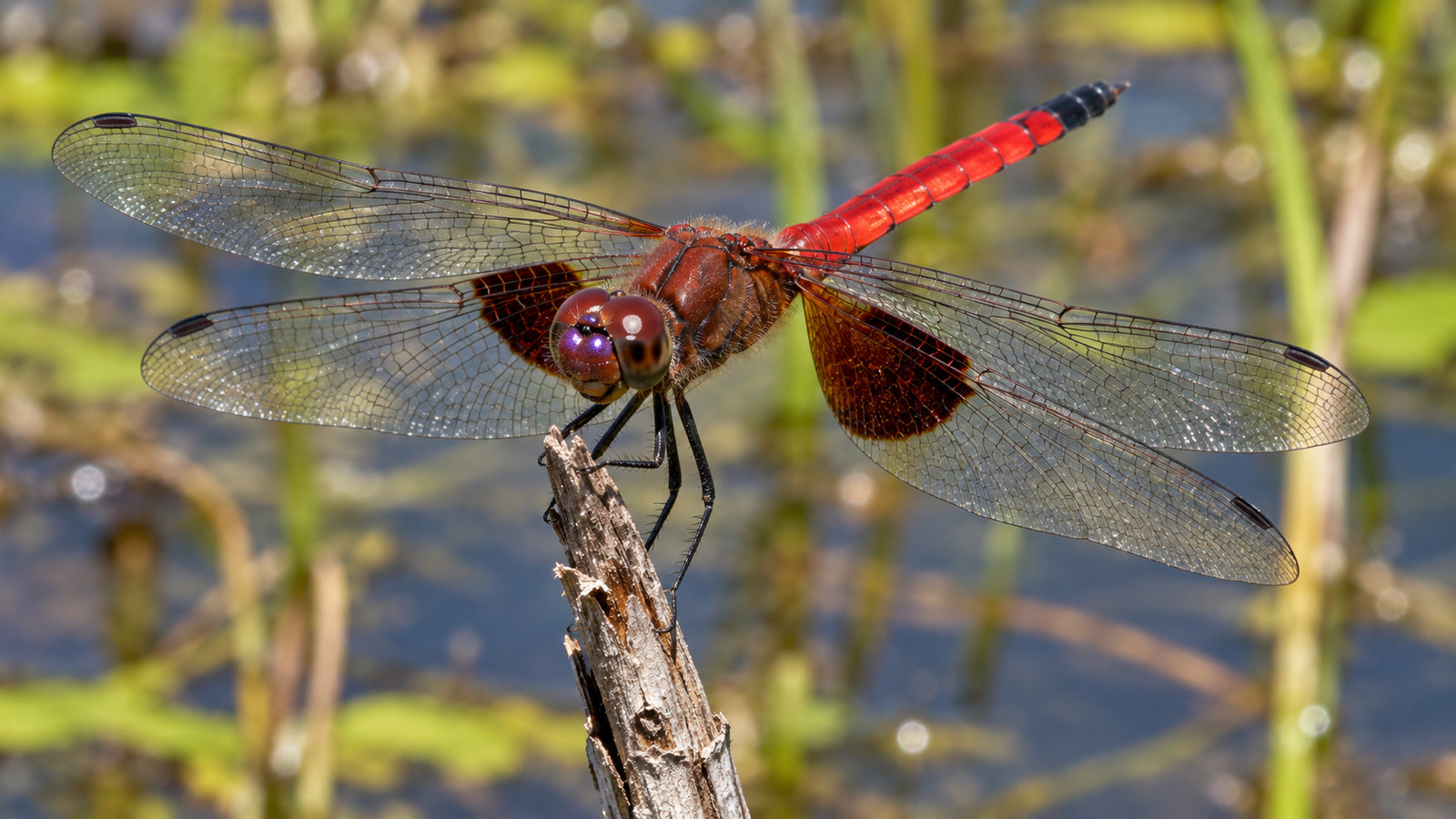 Adult male Carolina Saddlebags dragonfly with a red abdomen and dark hindwing patches perched beside a Florida pond