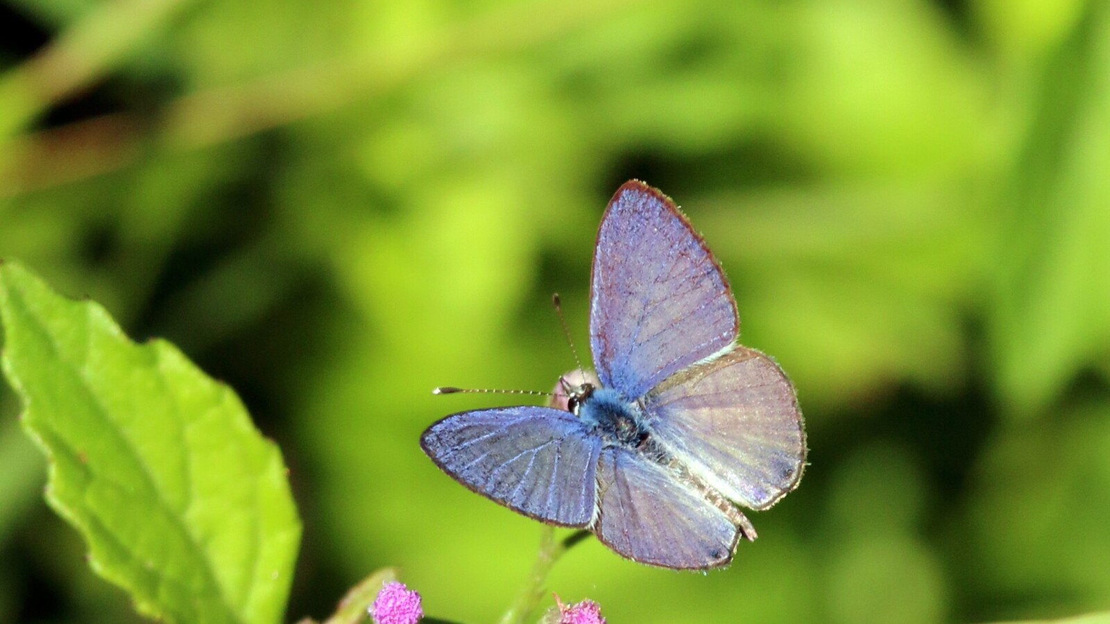 Detailed view of Cassius Blue Butterfly