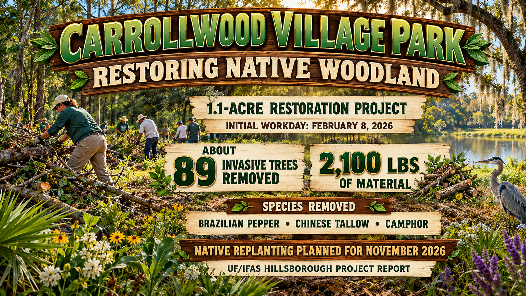 Carrollwood Village Park, native woodland restoration, invasive tree removal, UF IFAS Hillsborough, Brazilian pepper, Tampa conservation