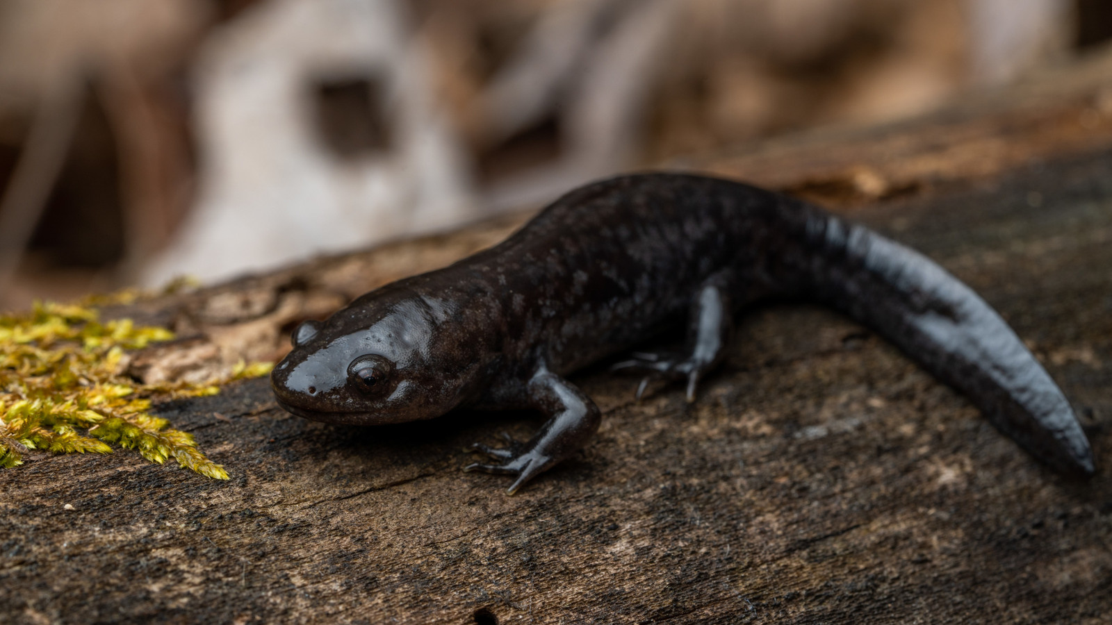 Mole Salamander on a mossy log, showing broad head and short legs