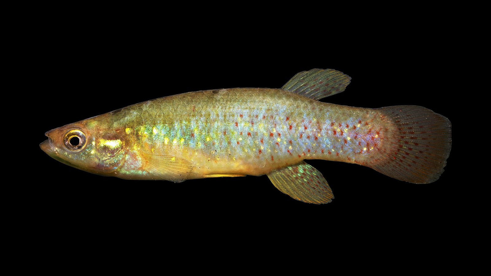 Golden topminnow showing gold flecks and red spots