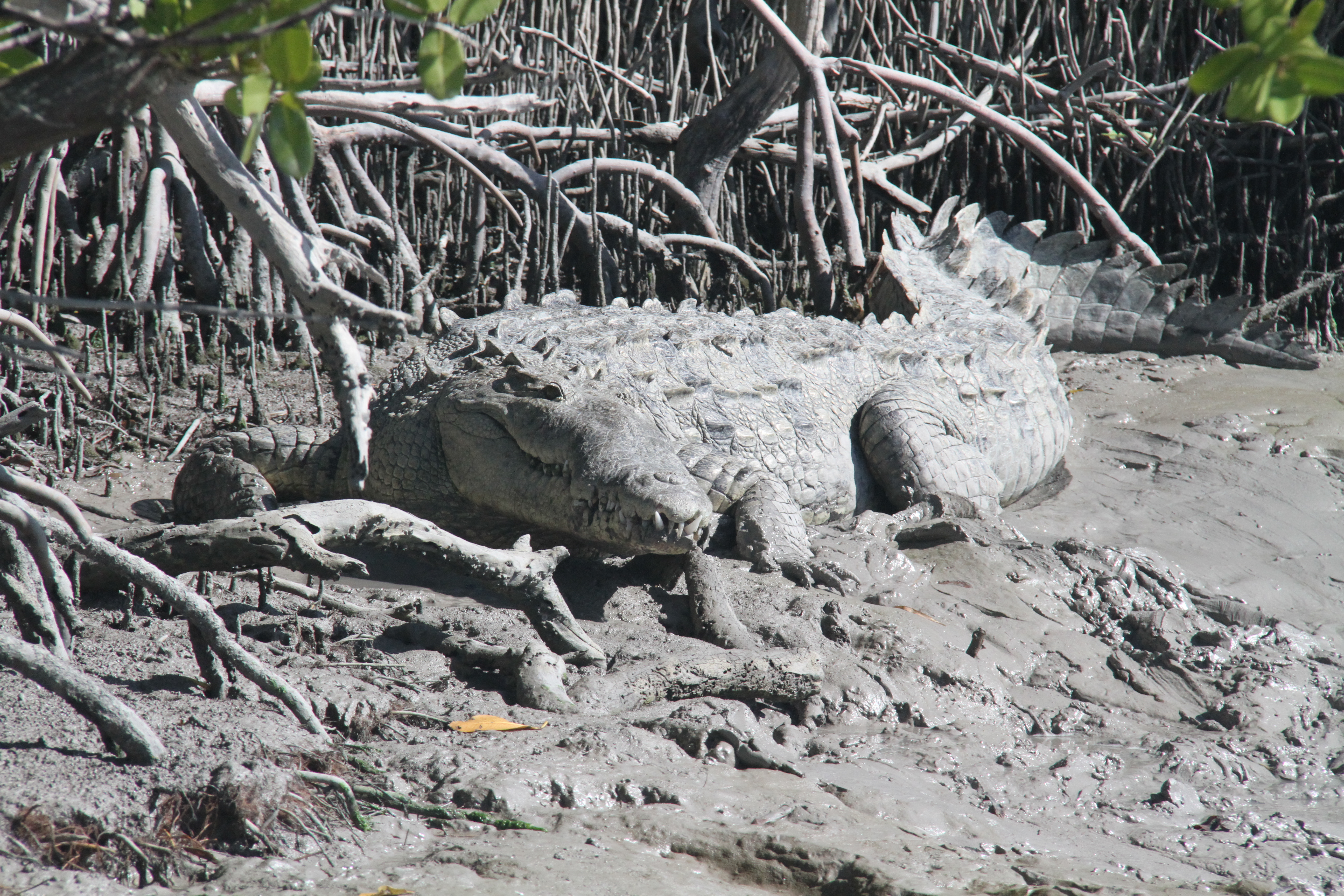 Reptile