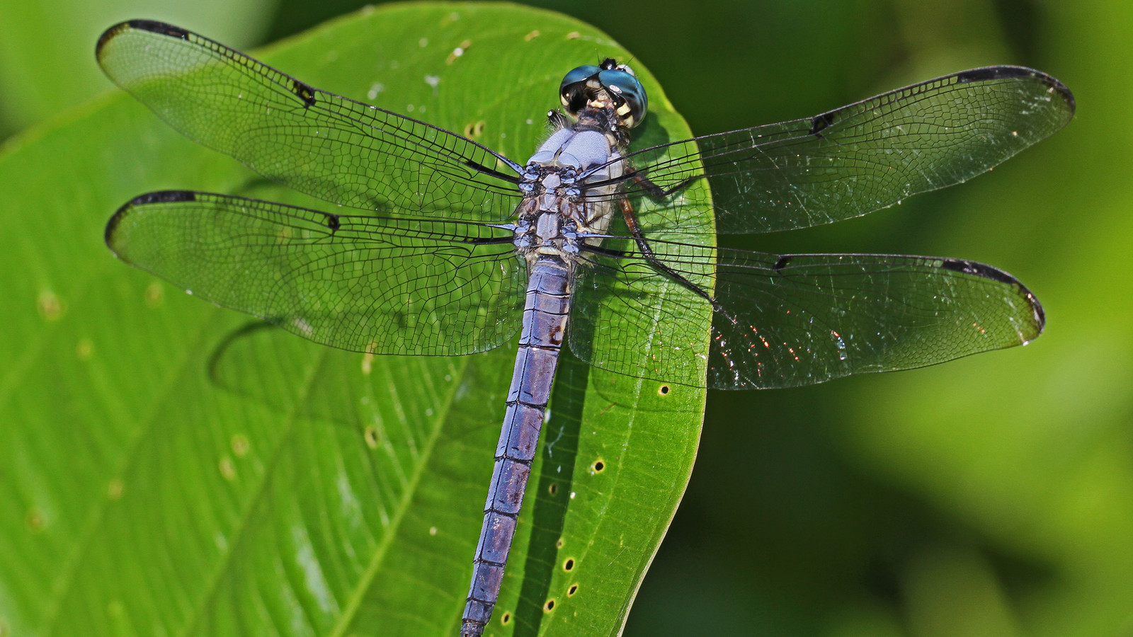 Mature male great blue skimmer dragonfly perched on a leaf
