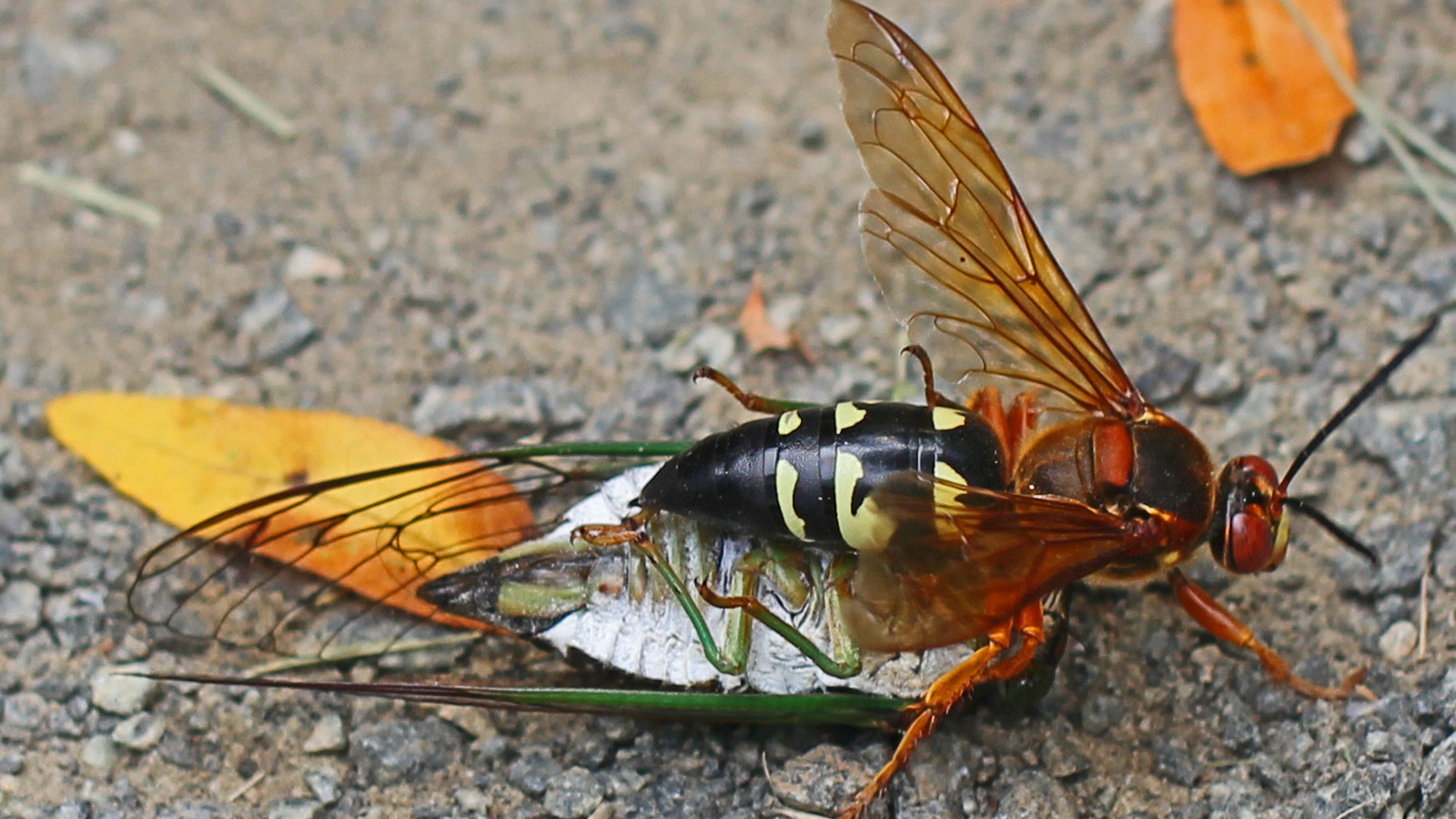 Eastern cicada killer wasp carrying a cicada across bare ground, showing its orange thorax and banded abdomen