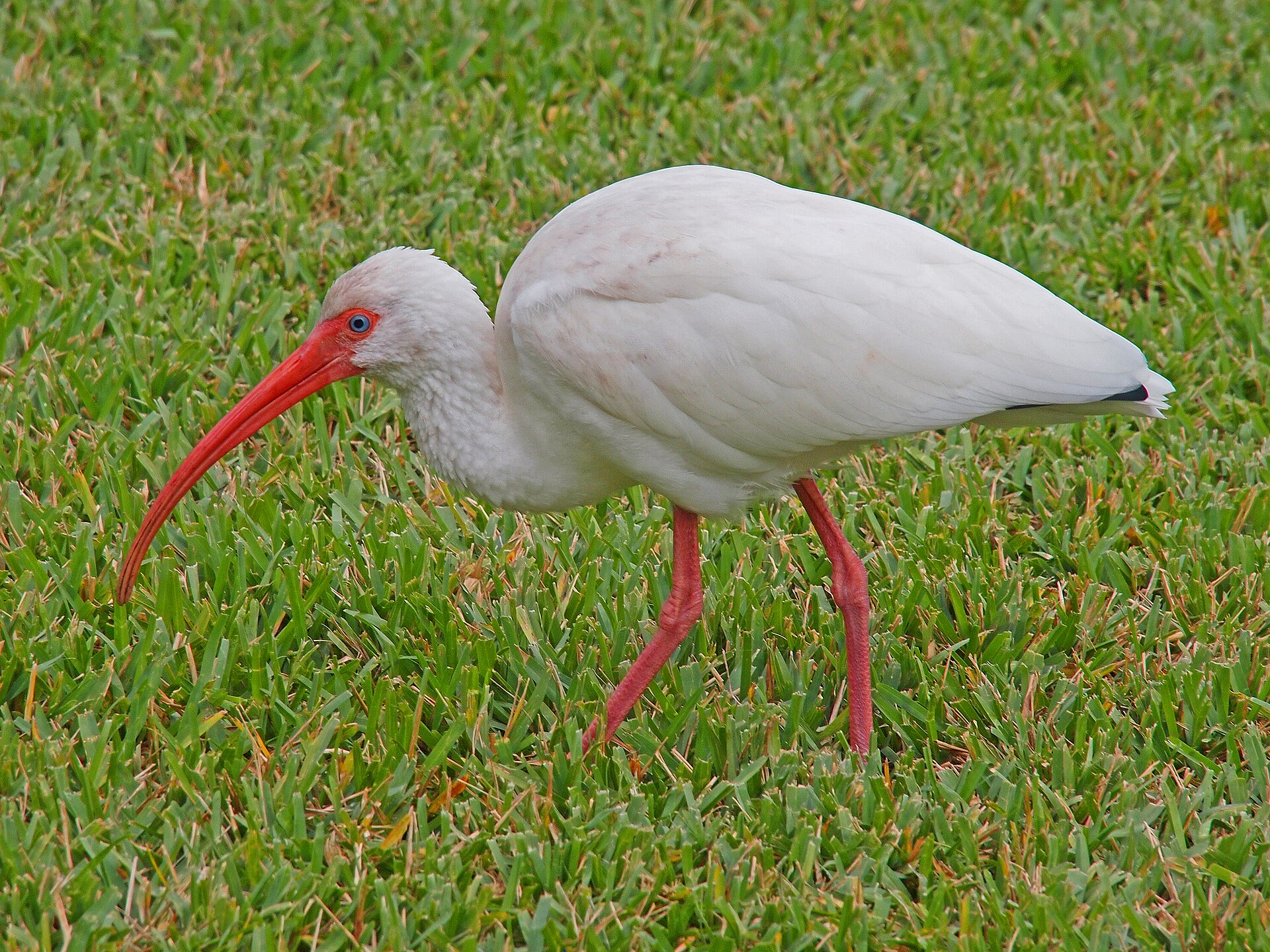 Adult American white ibis in South Florida